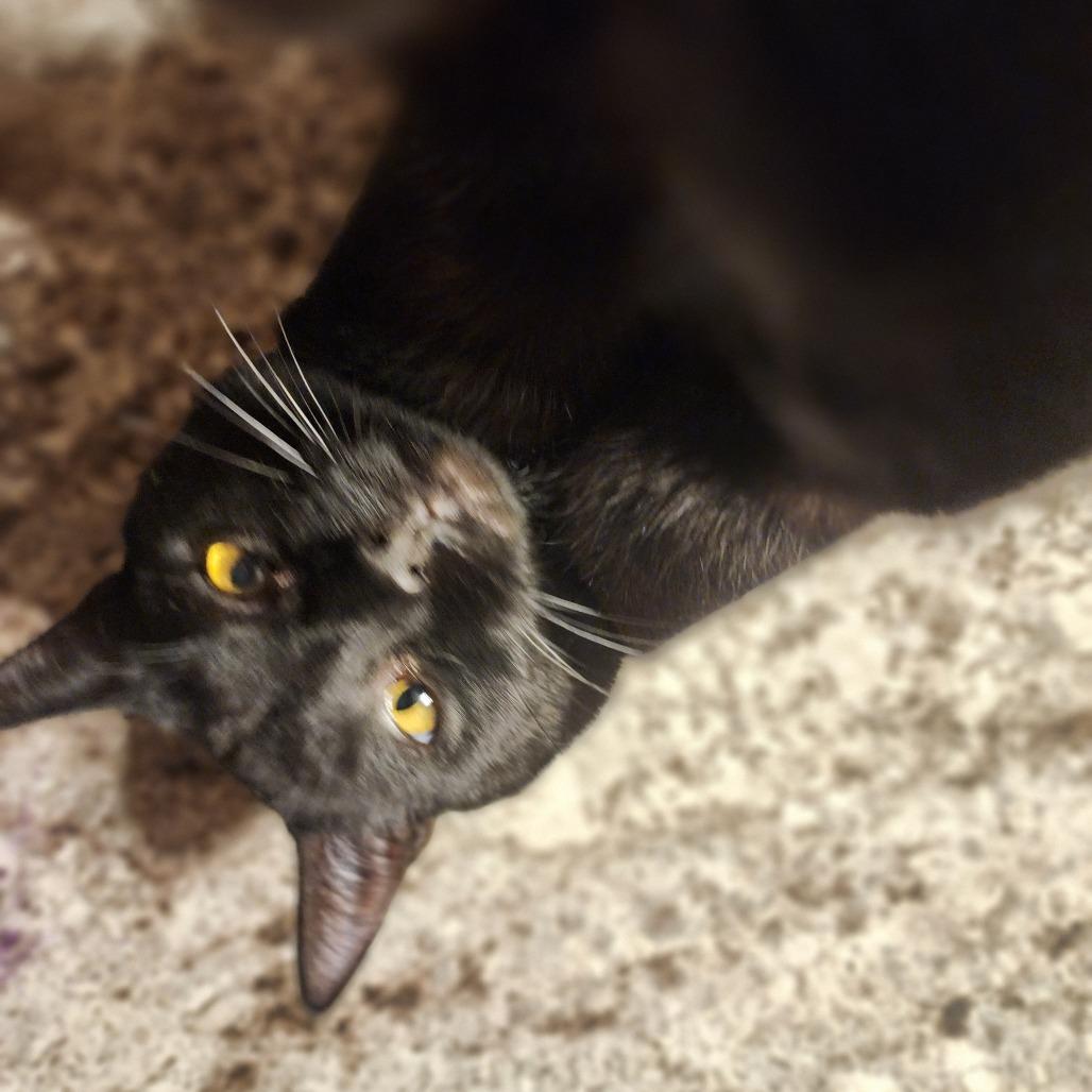 Benson, Adoptable, Adult Male Domestic Short Hair.