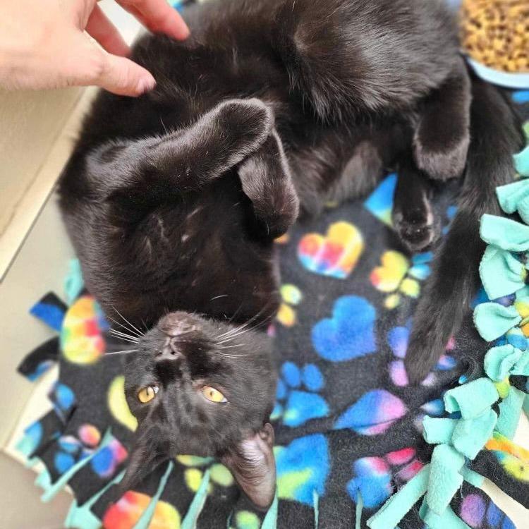 Enlarge Benson, a Adoptable Domestic Short Hair in Medina, OH image 2/4