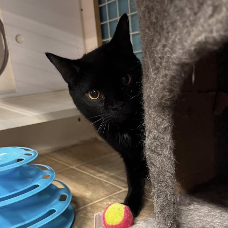 Enlarge Benson, a Adoptable Domestic Short Hair in Medina, OH image 4/4