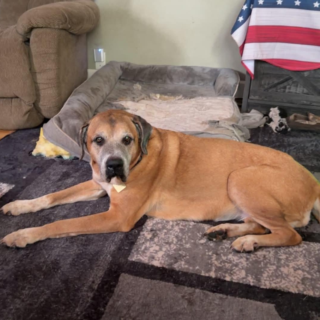Shiloh, ADOPTABLE, Senior Female Labrador Retriever & Mastiff.