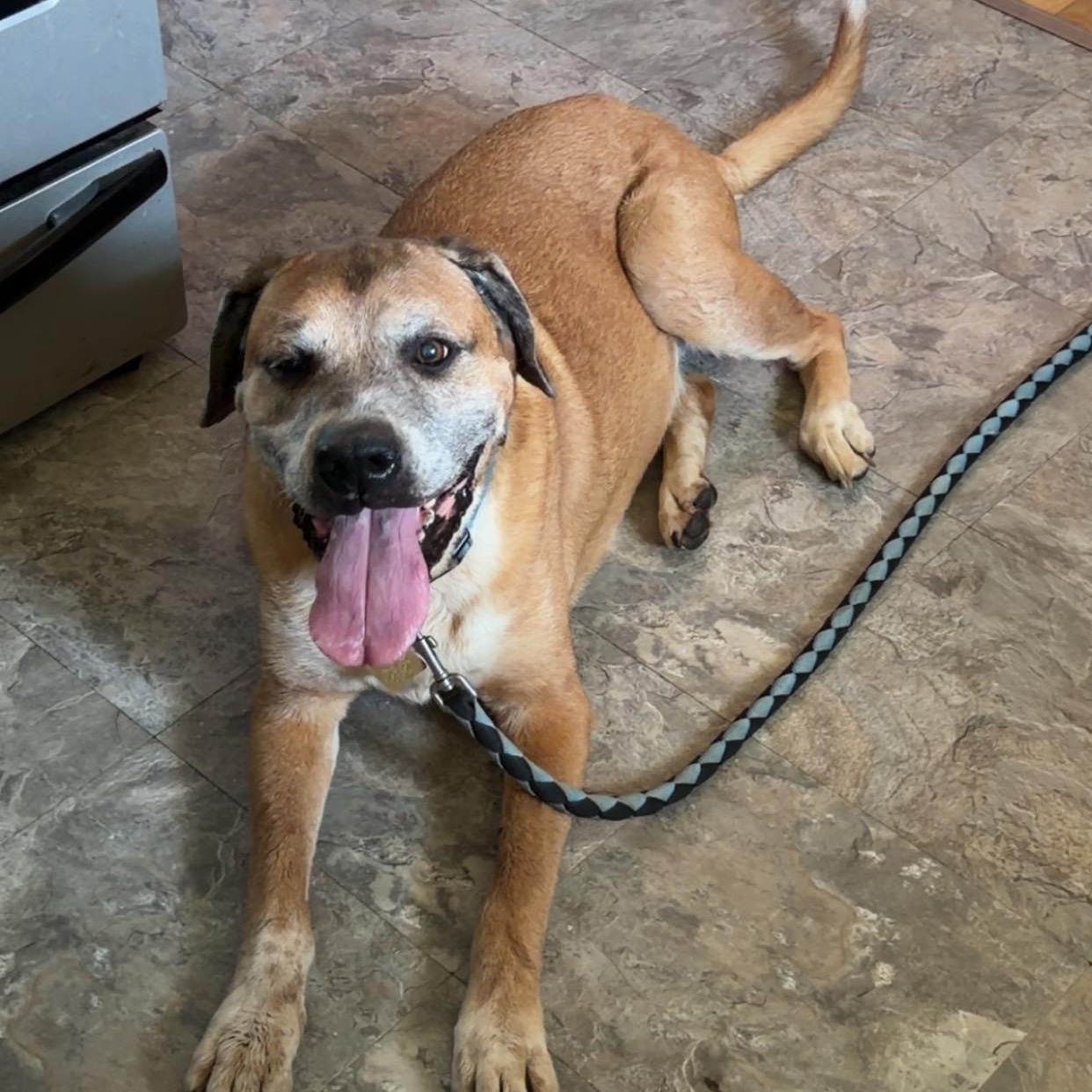 Enlarge Shiloh, a ADOPTABLE mixed breed in Peotone, IL image 4/4