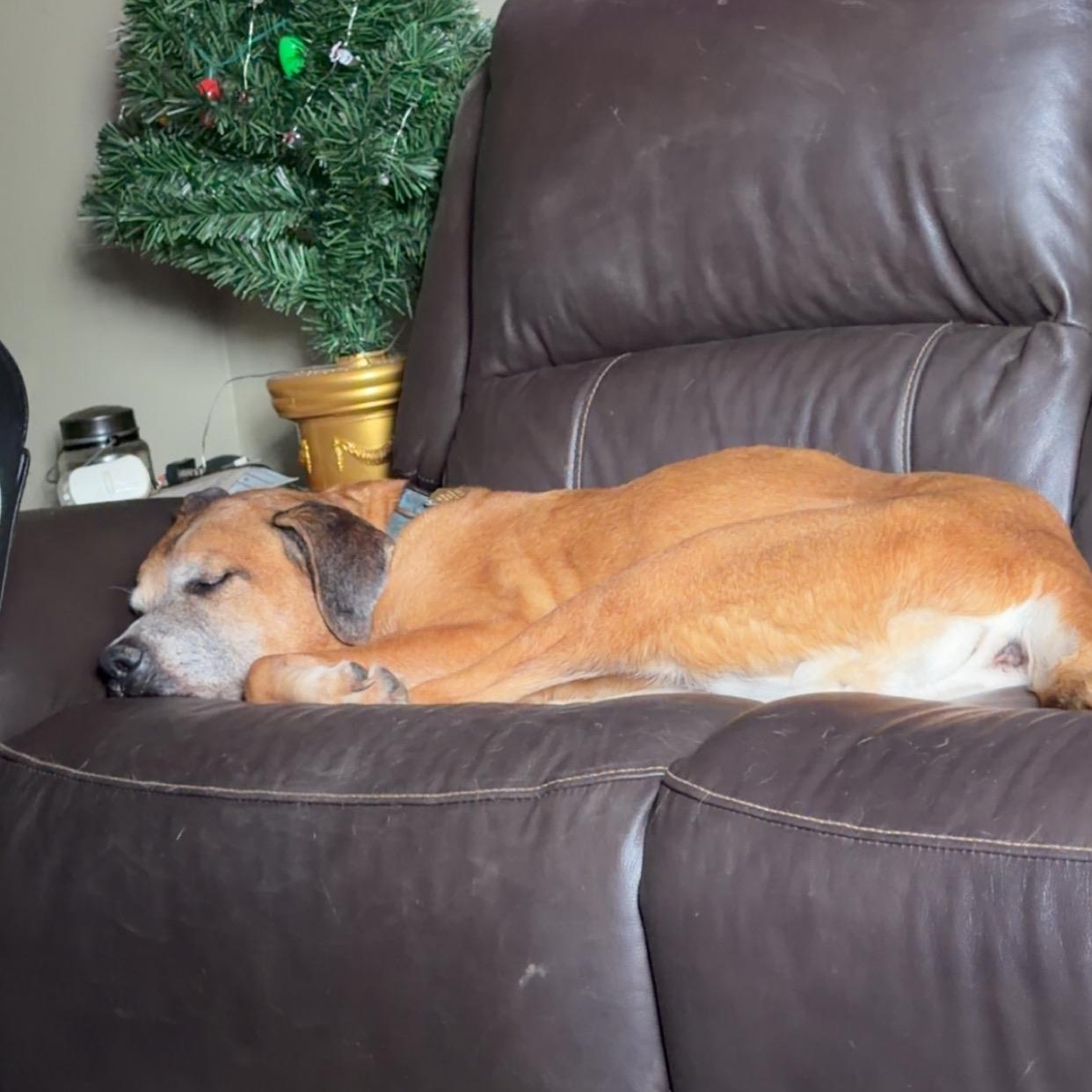 Enlarge Shiloh, a ADOPTABLE mixed breed in Peotone, IL image 3/4
