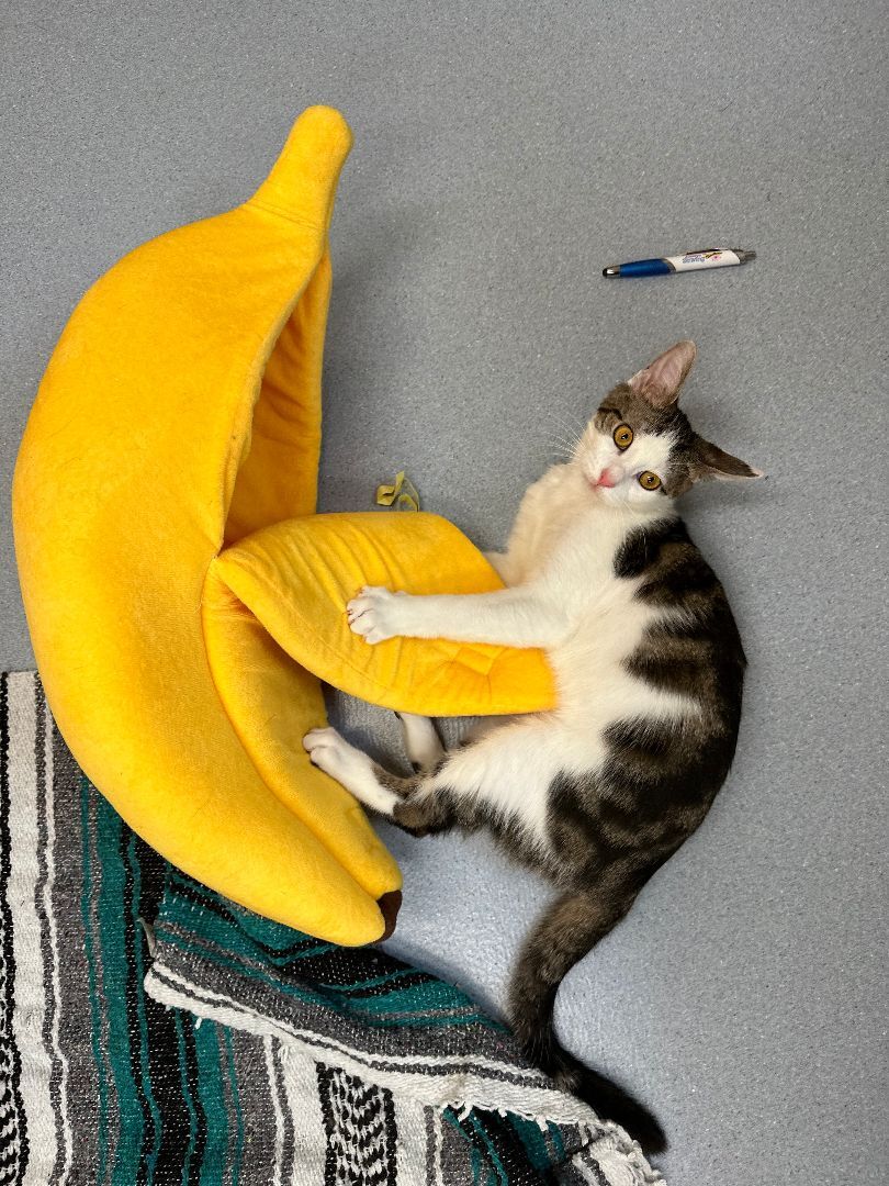 Enlarge Santiago, a Adoptable Domestic Short Hair in Clifton, NJ image 1/16