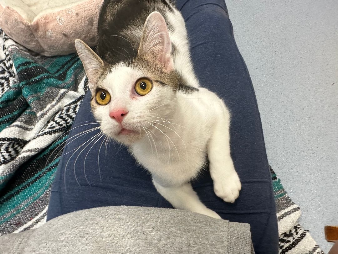 Enlarge Santiago, a Adoptable Domestic Short Hair in Clifton, NJ image 2/16