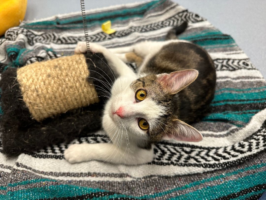 Enlarge Santiago, a Adoptable Domestic Short Hair in Clifton, NJ image 3/16