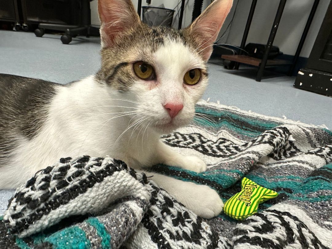 Enlarge Santiago, a Adoptable Domestic Short Hair in Clifton, NJ image 4/16