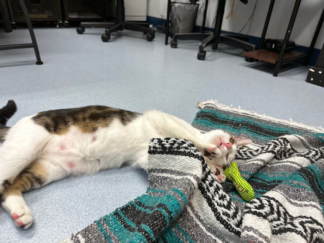 Enlarge Santiago, a Adoptable Domestic Short Hair in Clifton, NJ image 5/16