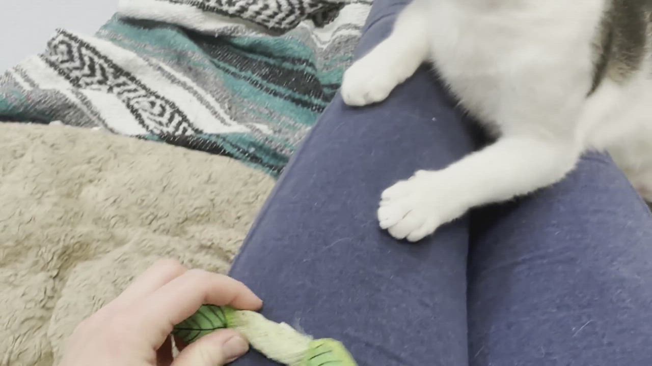 Enlarge Santiago, a Adoptable Domestic Short Hair in Clifton, NJ video 15/16