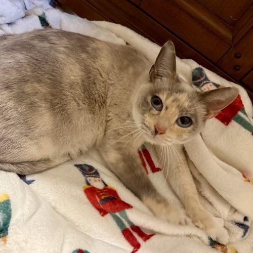 Enlarge Sagwa, a Adoptable mixed breed in Knoxville, TN image 1/5