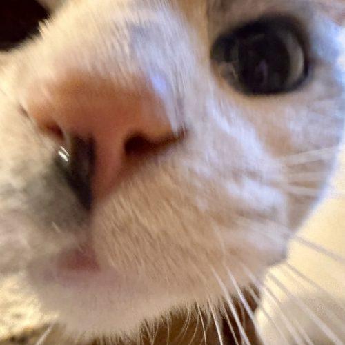 Enlarge Sagwa, a Adoptable mixed breed in Knoxville, TN image 2/5