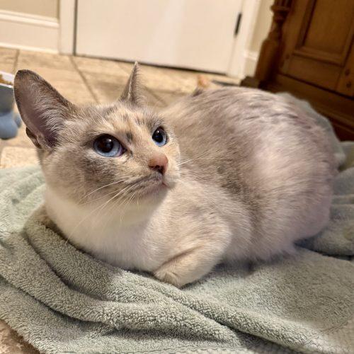 Enlarge Sagwa, a Adoptable mixed breed in Knoxville, TN image 4/5