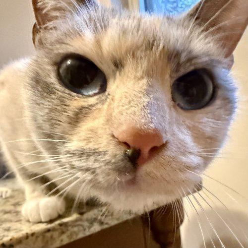 Enlarge Sagwa, a Adoptable mixed breed in Knoxville, TN image 5/5