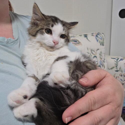 Butch Cassidy, Adoptable, Kitten Male Domestic Long Hair.