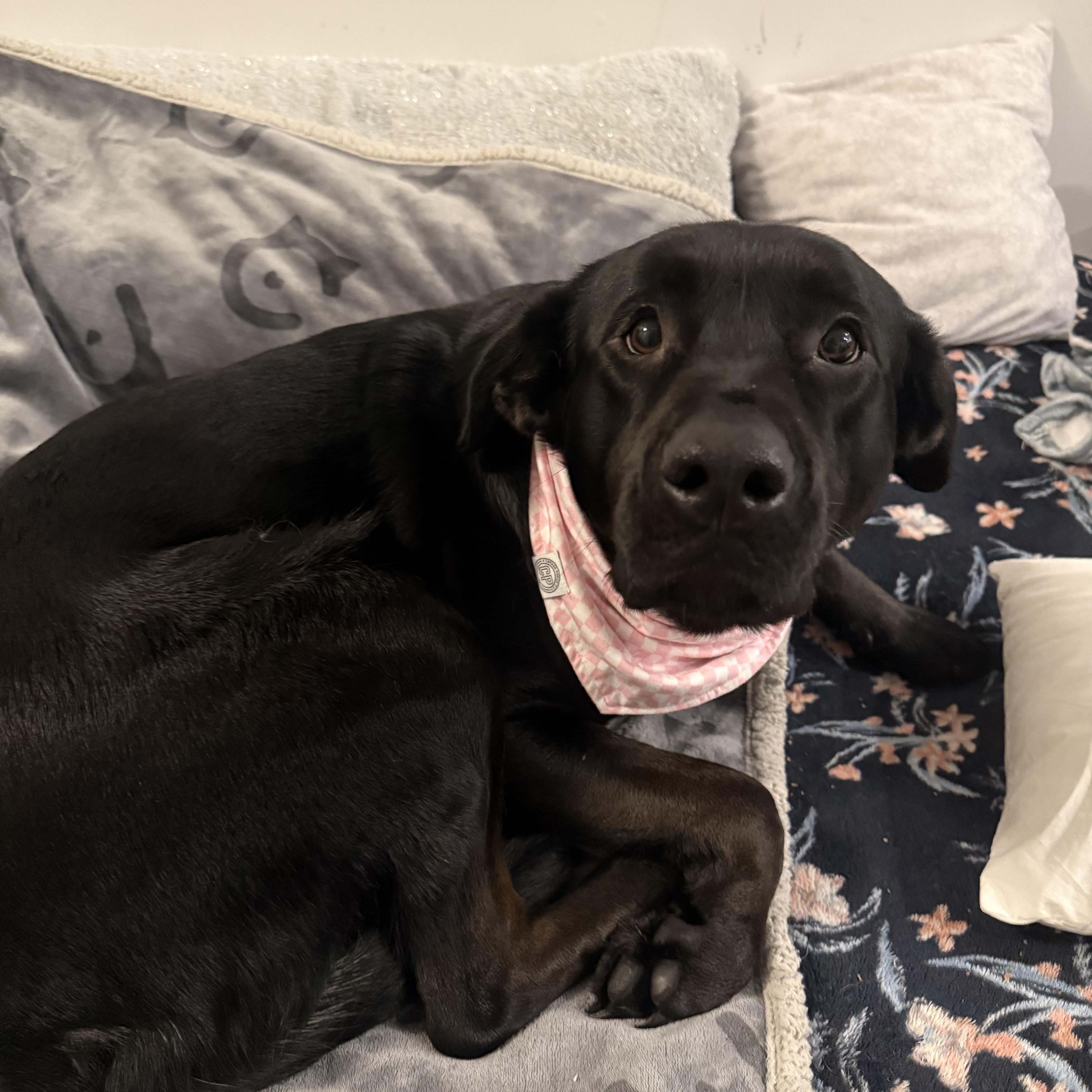 Enlarge Raven, a ADOPTABLE Black Labrador Retriever in Langley, BC image 4/6