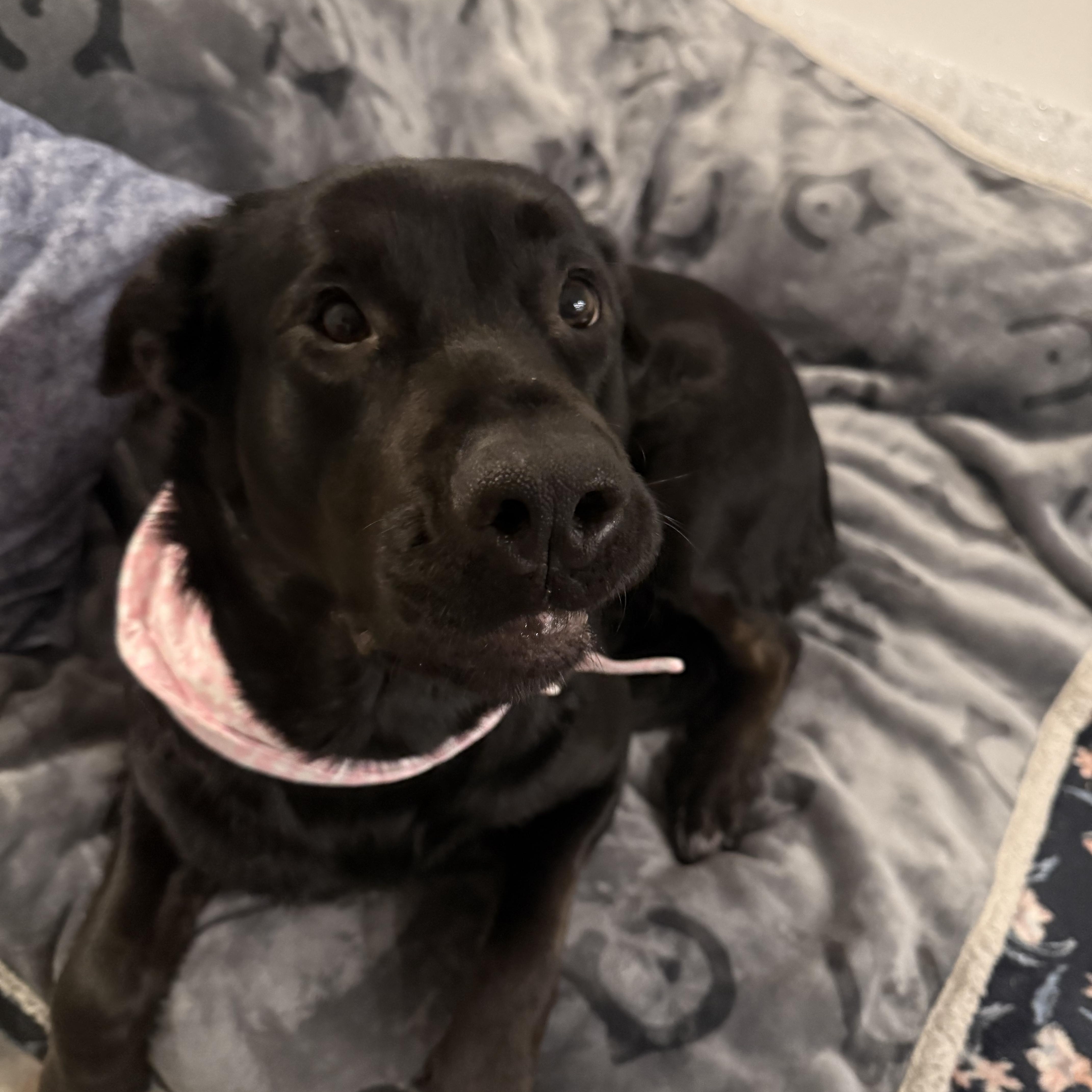 Enlarge Raven, a ADOPTABLE Black Labrador Retriever in Langley, BC image 5/6