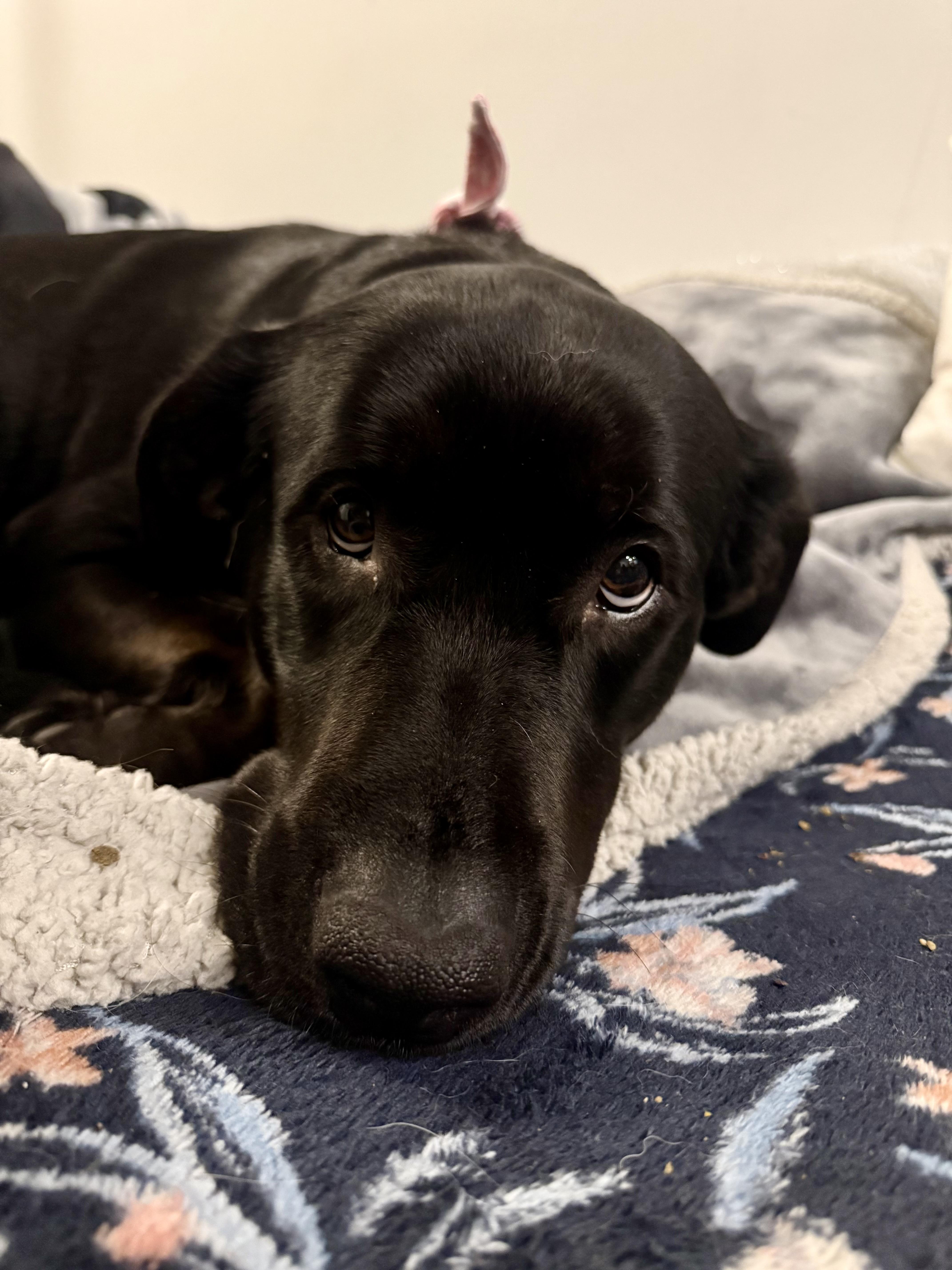 Enlarge Raven, a ADOPTABLE Black Labrador Retriever in Langley, BC image 2/6