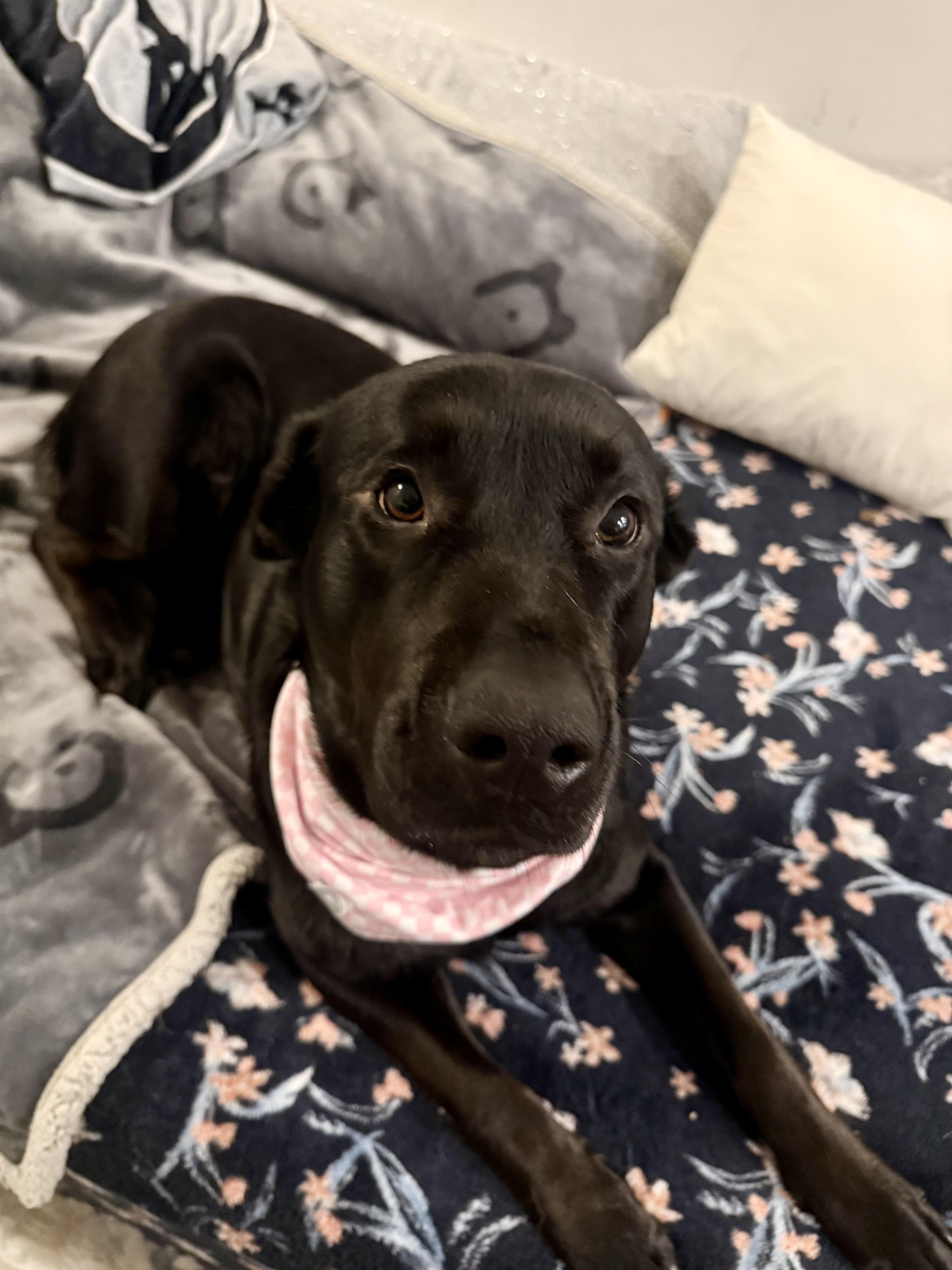 Enlarge Raven, a ADOPTABLE Black Labrador Retriever in Langley, BC image 6/6