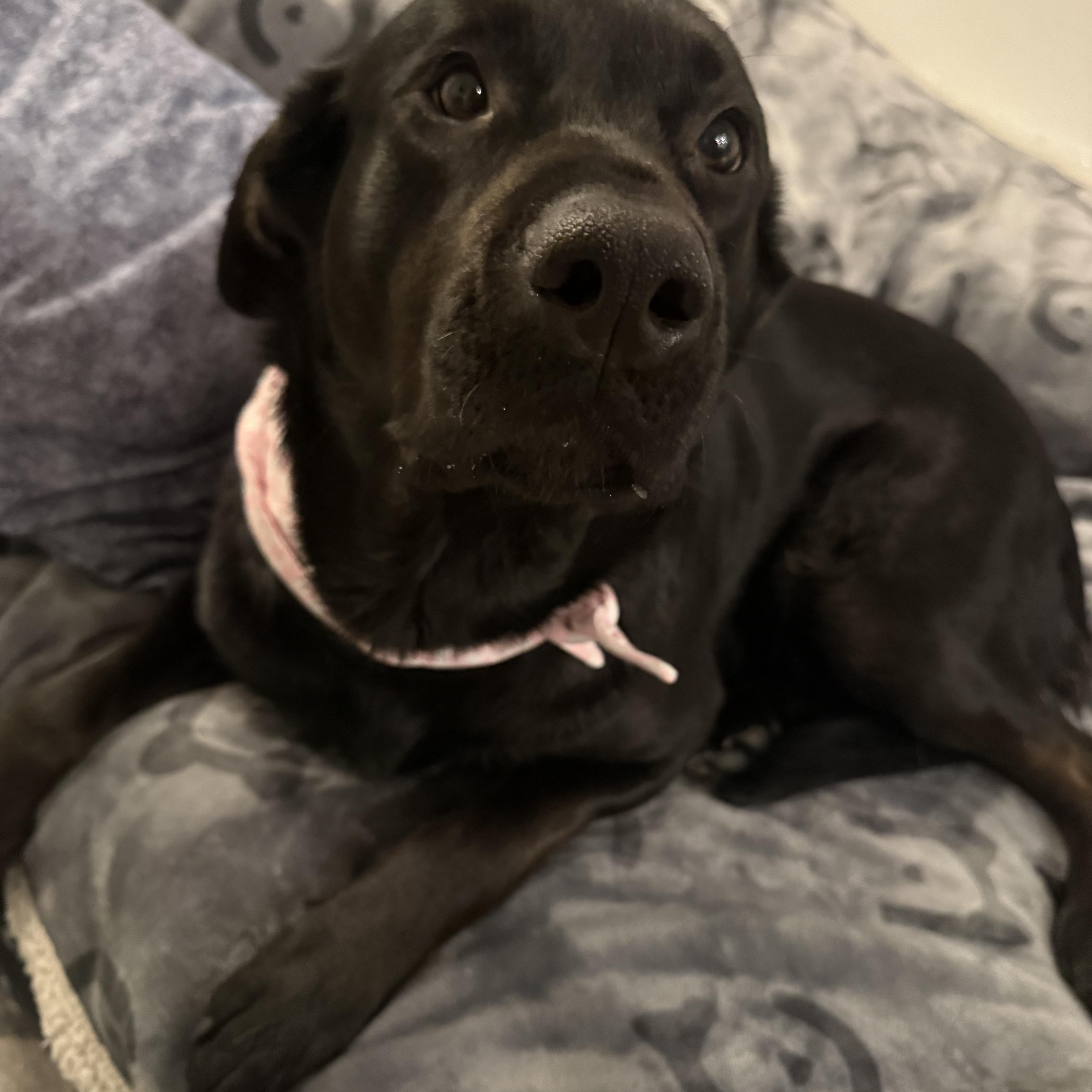 Enlarge Raven, a ADOPTABLE Black Labrador Retriever in Langley, BC image 3/6