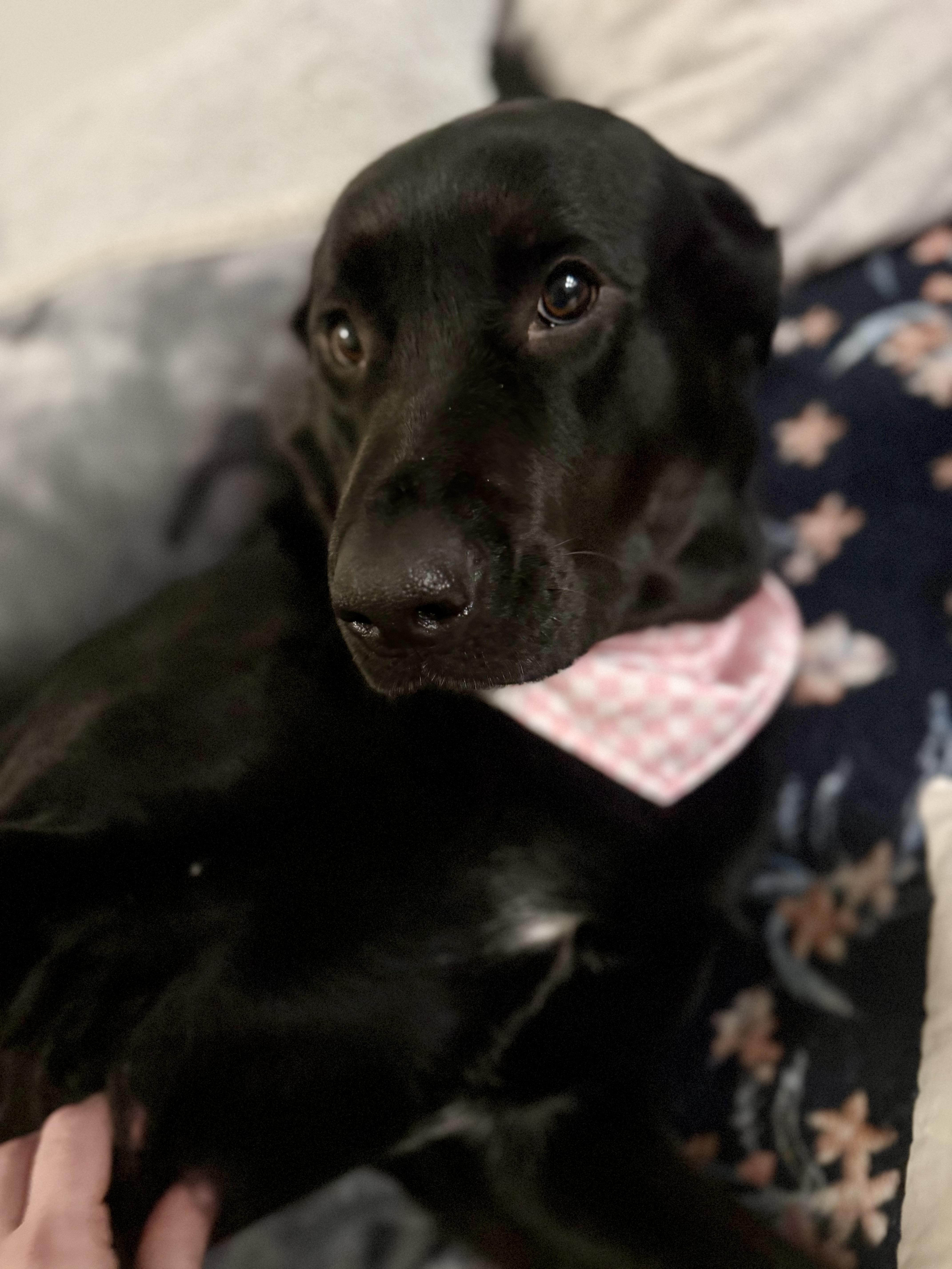 Enlarge Raven, a ADOPTABLE Black Labrador Retriever in Langley, BC image 1/6