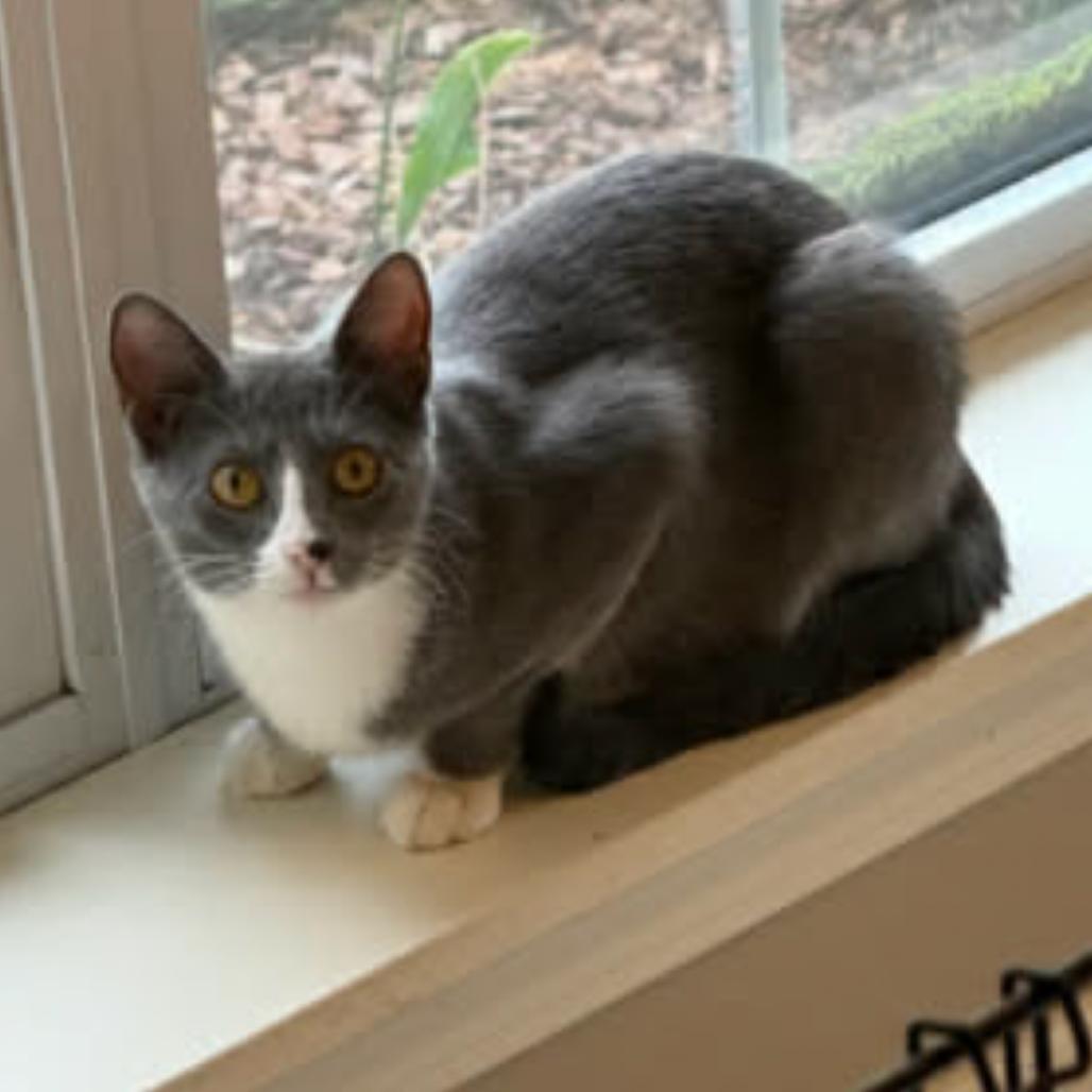 Terri, Adoptable, Young Female American Shorthair.