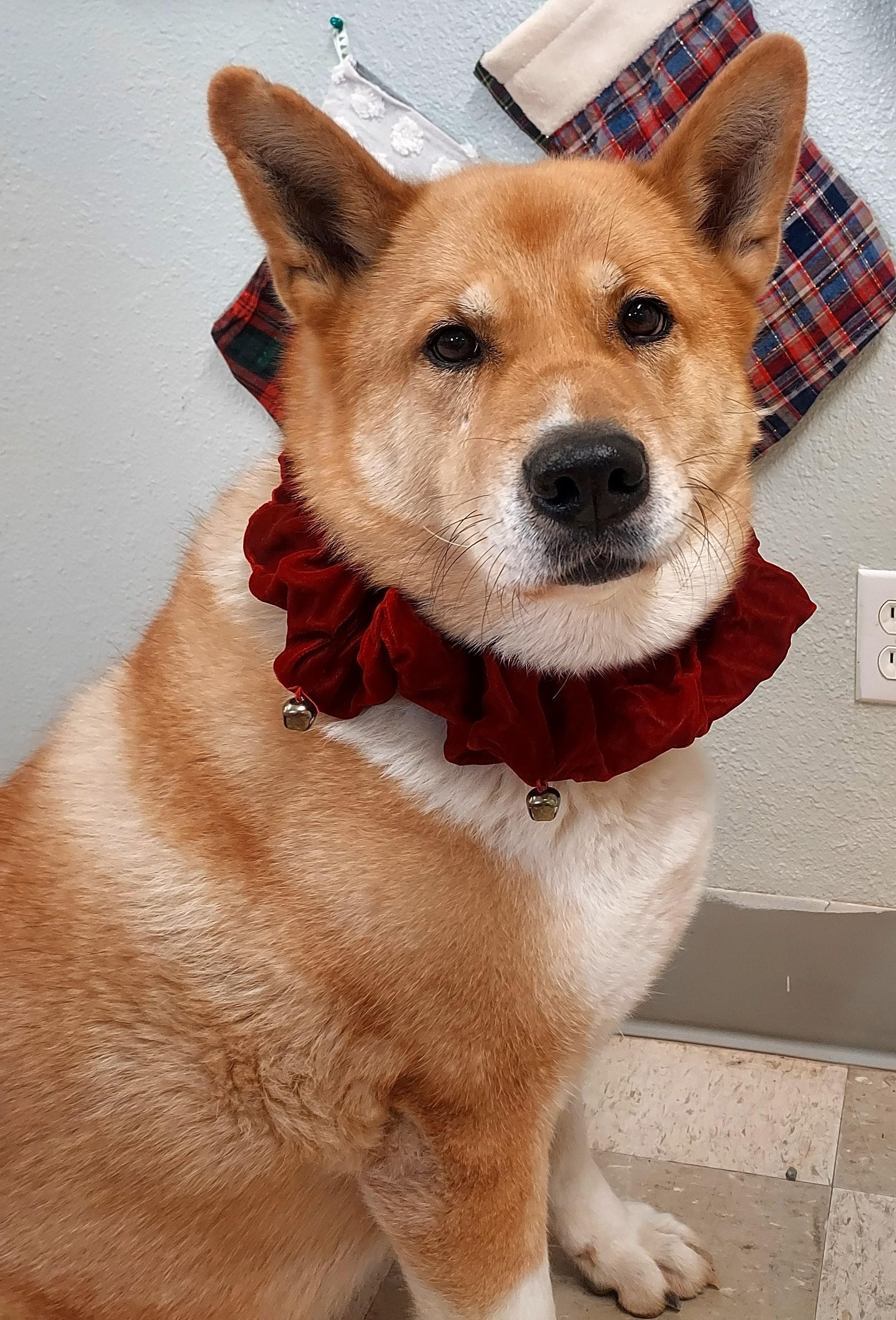 Enlarge Xena, an adoptable mixed breed in Libby, MT image 2/6