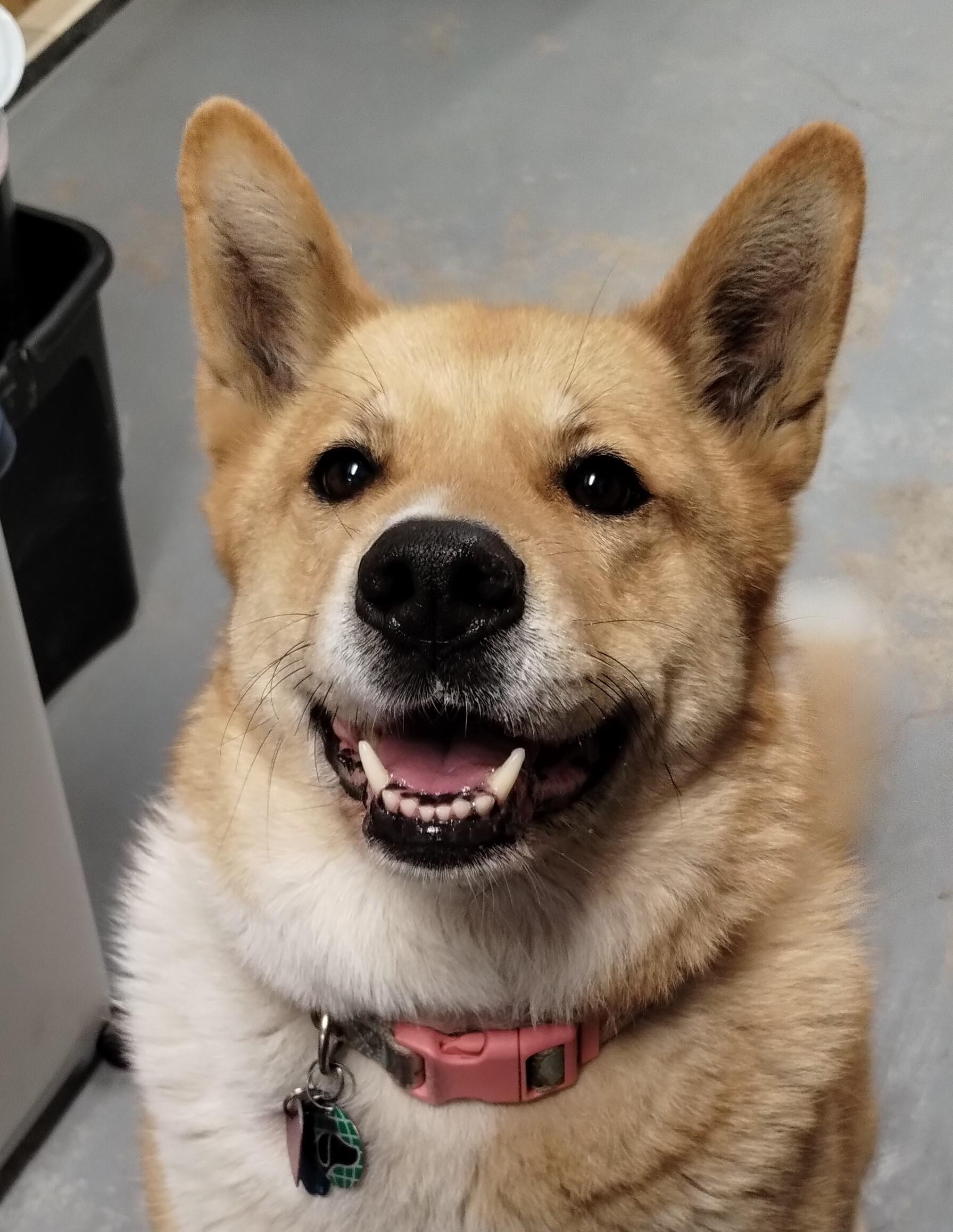 Enlarge Xena, an adoptable mixed breed in Libby, MT image 1/6