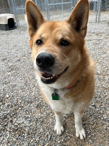 Enlarge Xena, an adoptable mixed breed in Libby, MT image 3/6
