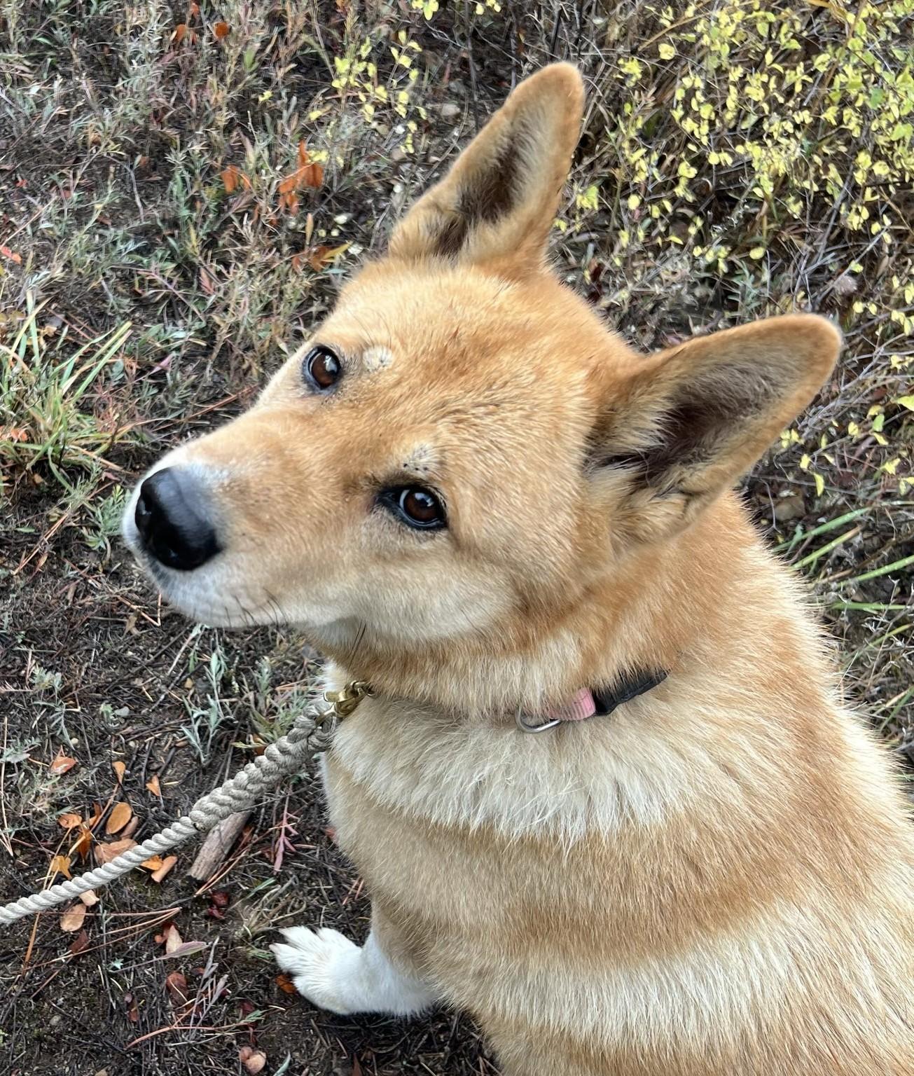 Enlarge Xena, an adoptable mixed breed in Libby, MT image 6/6