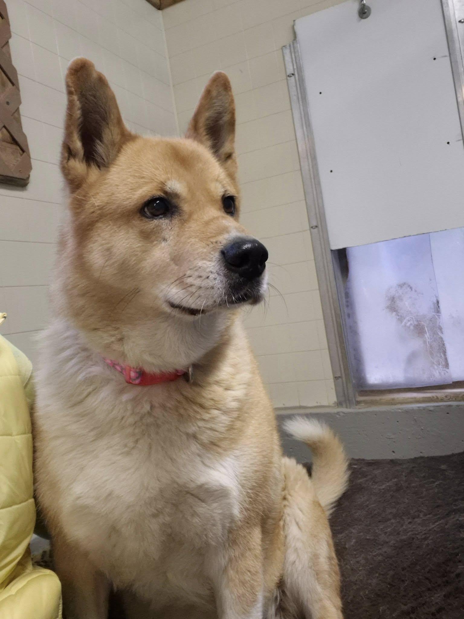 Enlarge Xena, an adoptable mixed breed in Libby, MT image 4/6