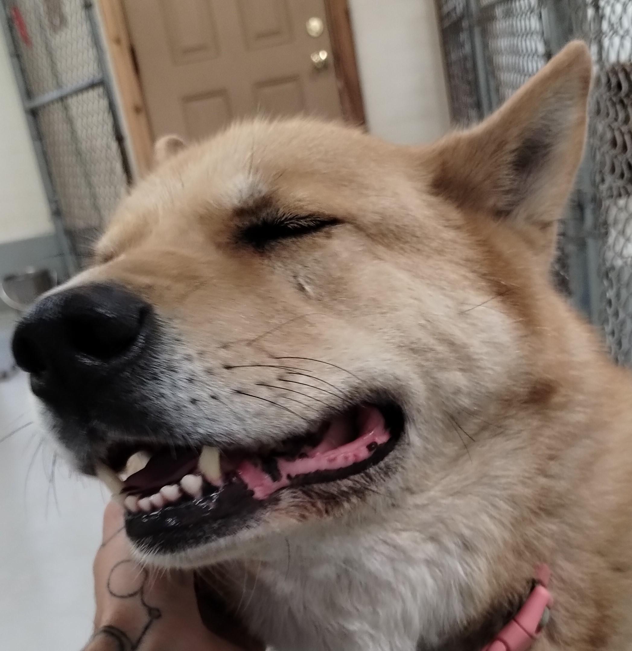 Enlarge Xena, an adoptable mixed breed in Libby, MT image 5/6