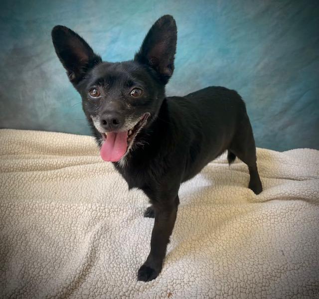 Enlarge PIMPON, a Adoptable Chihuahua in Salinas, CA image 1/1