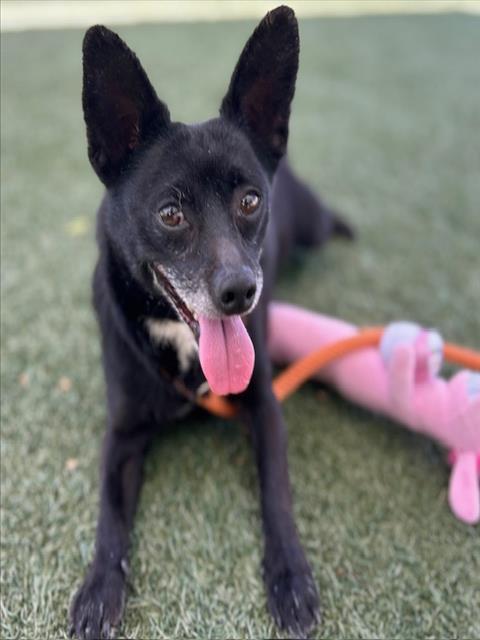 PIMPON, Adoptable, Young Male Chihuahua.