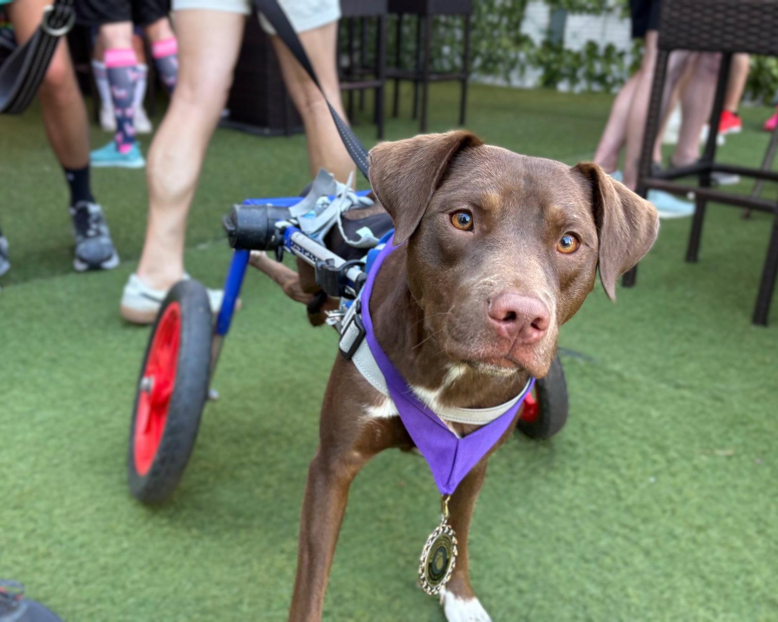 Enlarge "Fig" Figaro Nespresso Philippe Blitchok, a Adopted Labrador Retriever in Holly Springs, NC image 1/3
