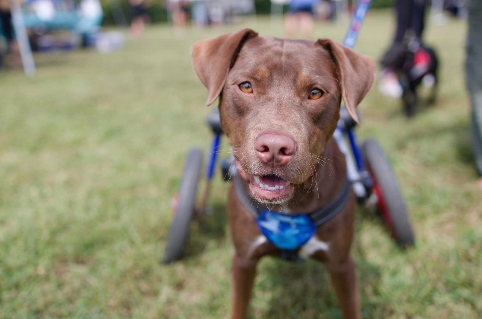 Enlarge "Fig" Figaro Nespresso Philippe Blitchok, a Adopted Labrador Retriever in Holly Springs, NC image 2/3