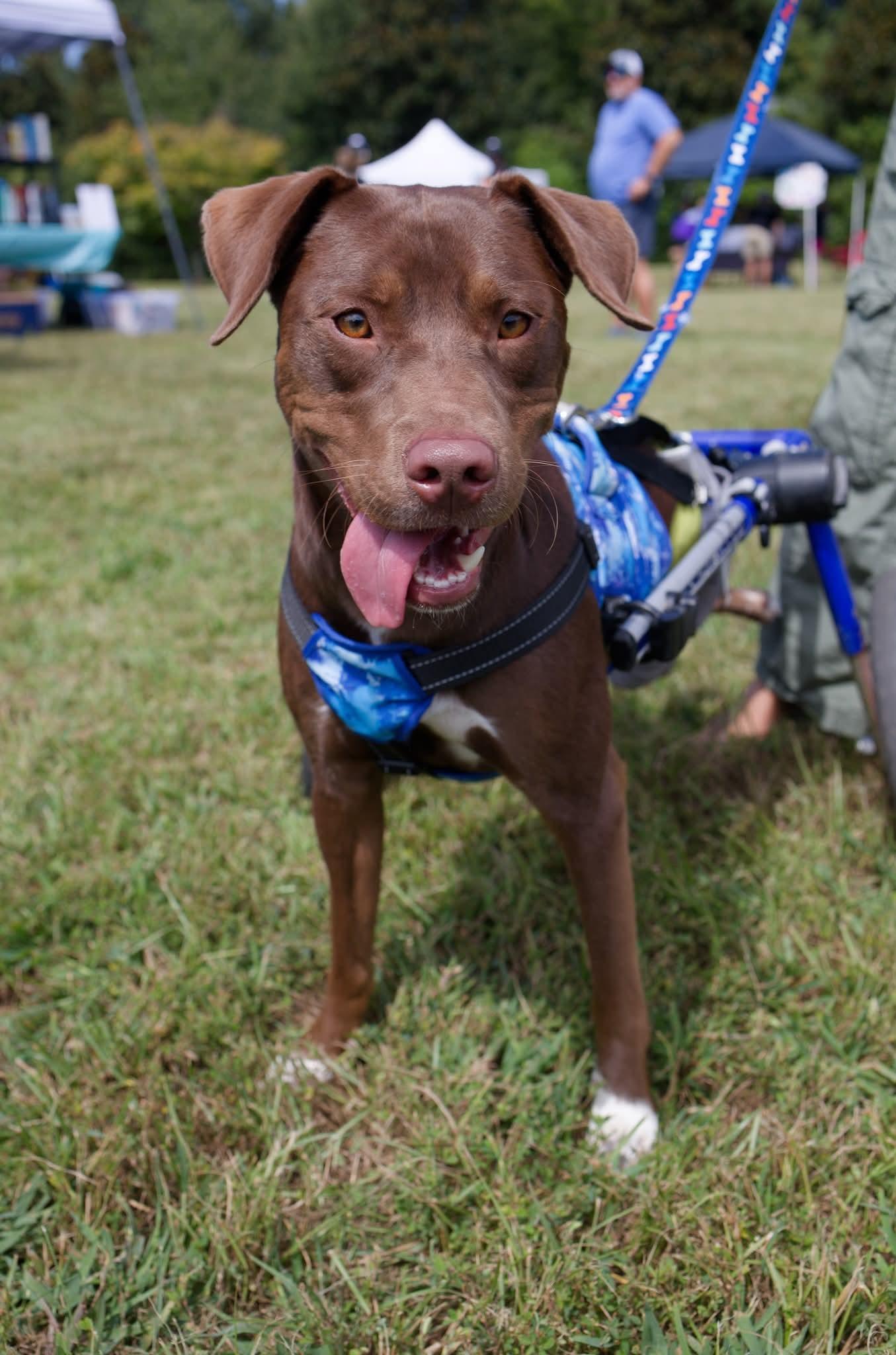 Enlarge "Fig" Figaro Nespresso Philippe Blitchok, a Adopted Labrador Retriever in Holly Springs, NC image 3/3