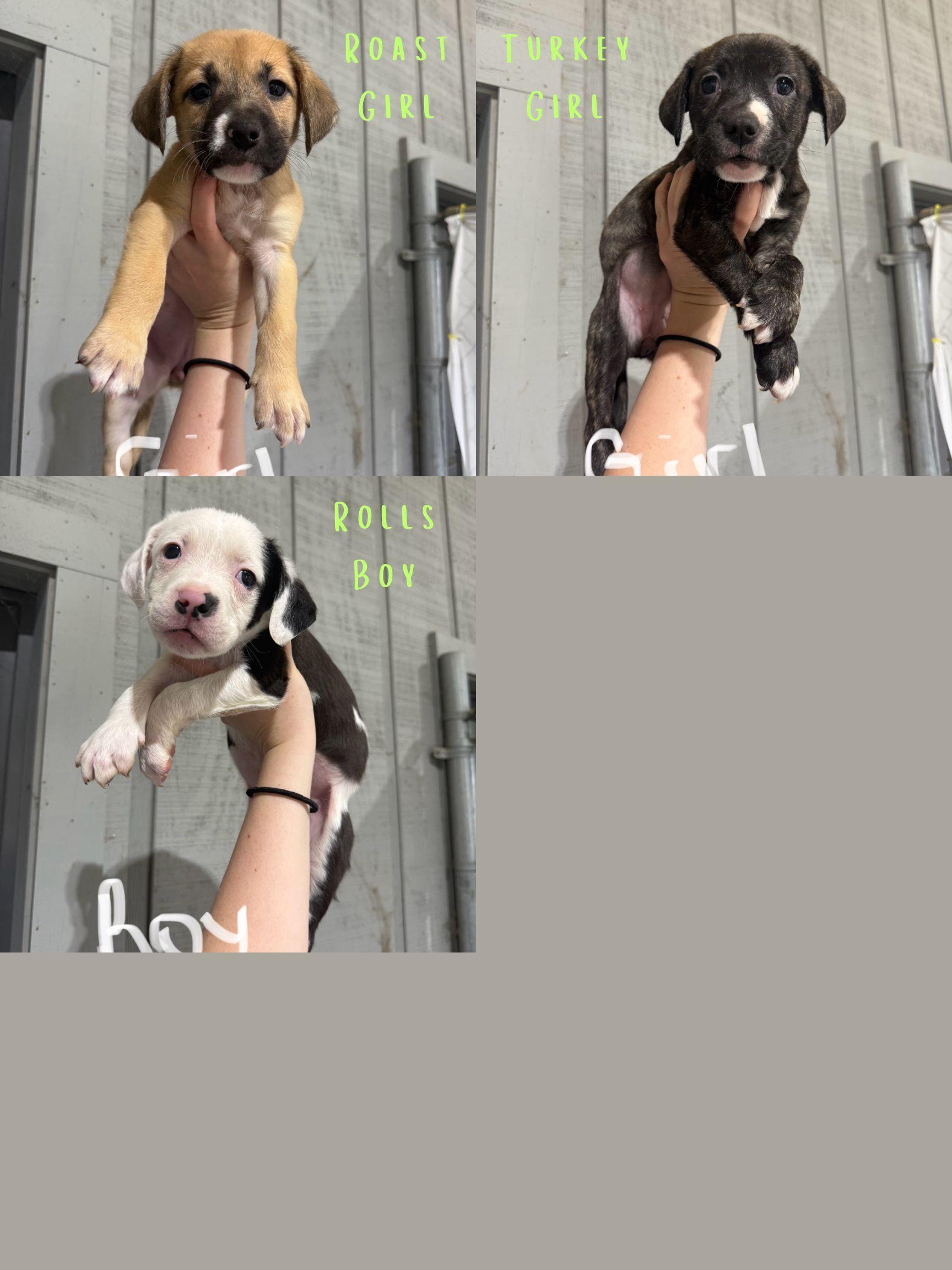 FOSTER HOMES NEEDED!, Adoptable, Puppy Male Labrador Retriever & Terrier.