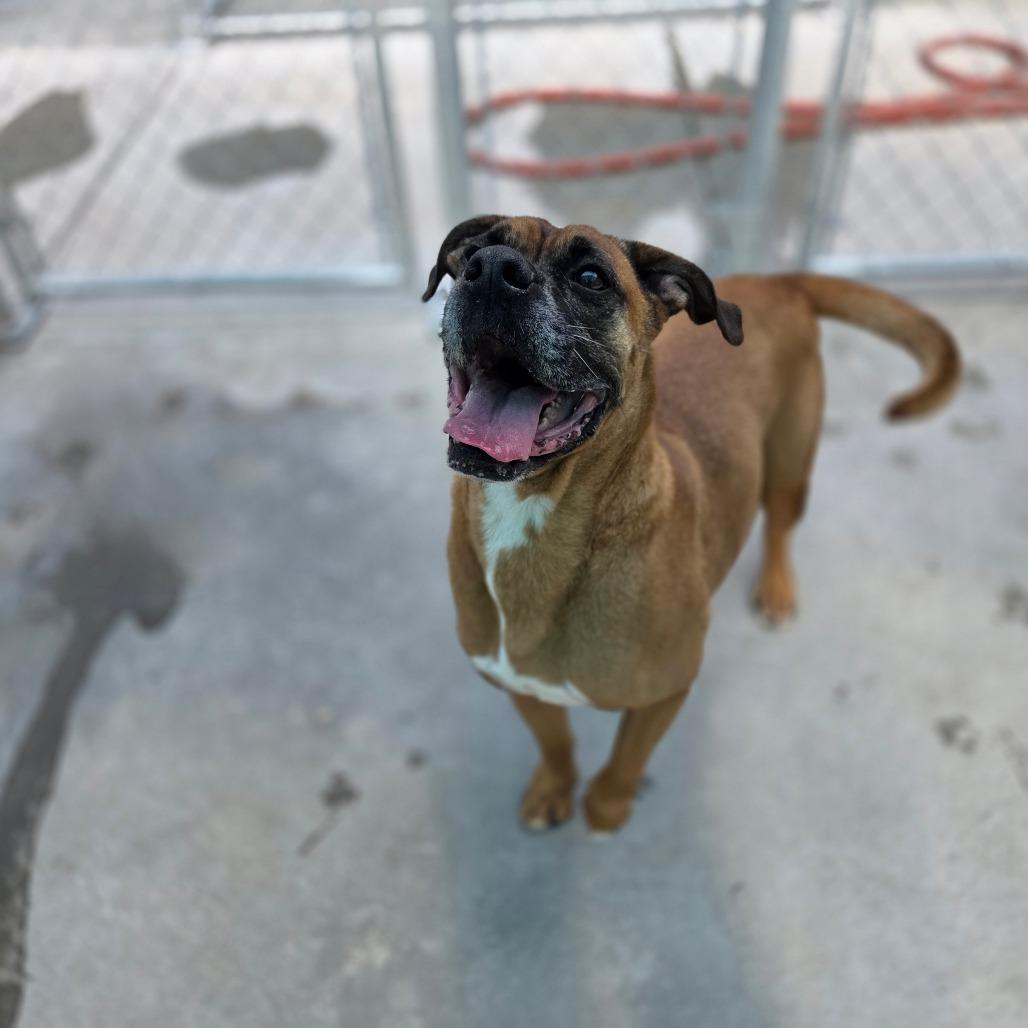 Enlarge Grizwald, a Adoptable Mixed Breed in Red House, WV image 5/6