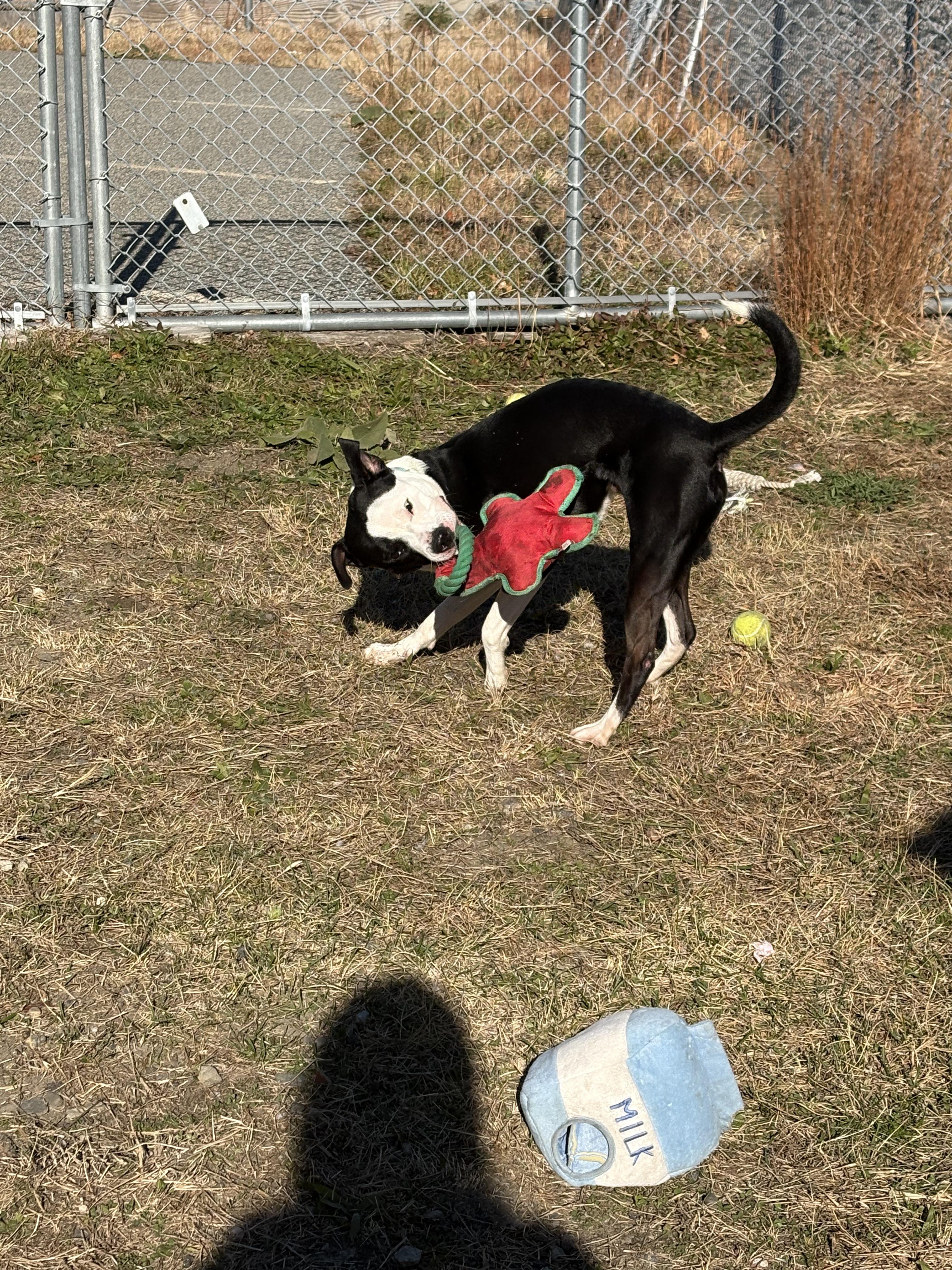 Ezra, a Adoptable mixed breed in Providence, RI image 4/4