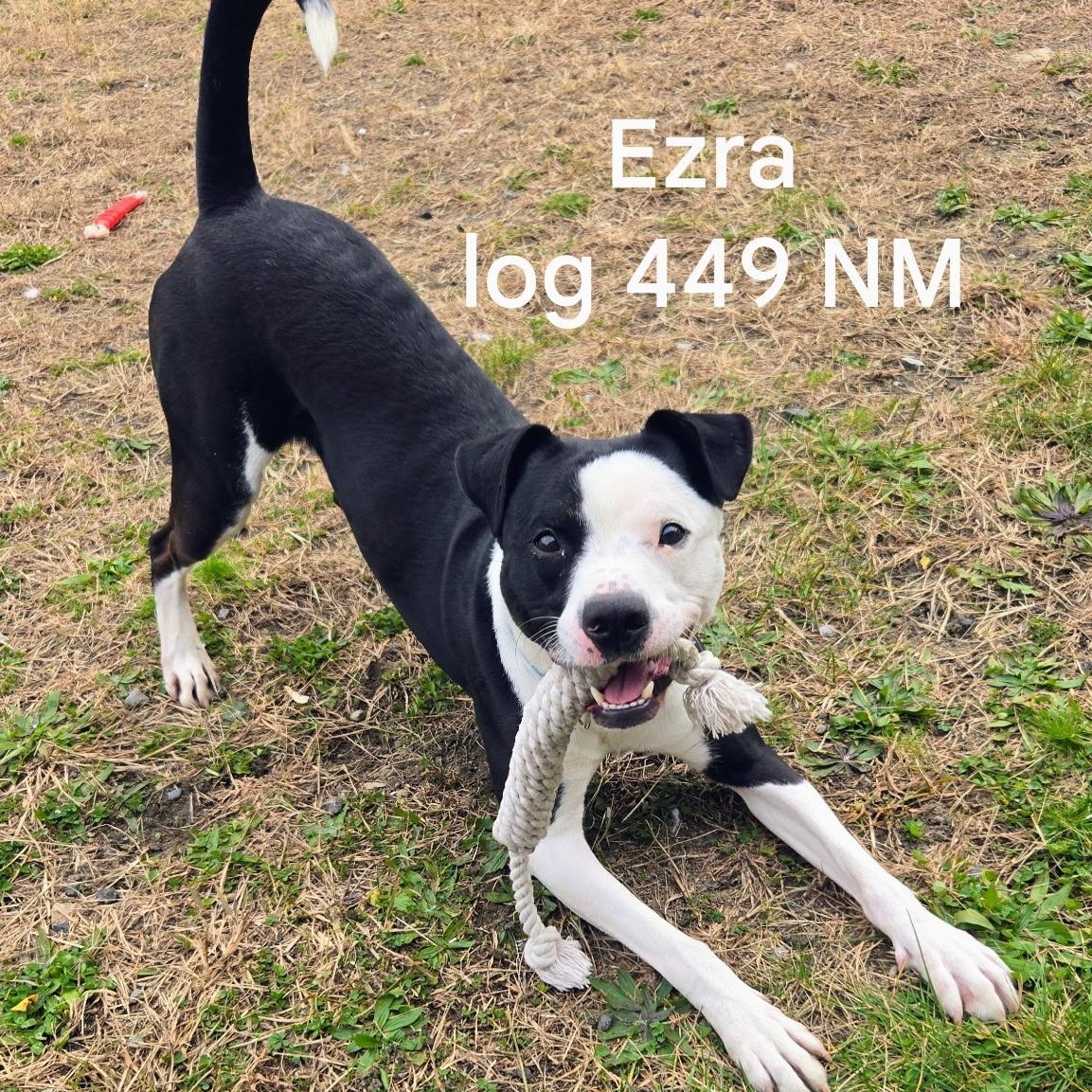 Ezra, a Adoptable mixed breed in Providence, RI image 1/4