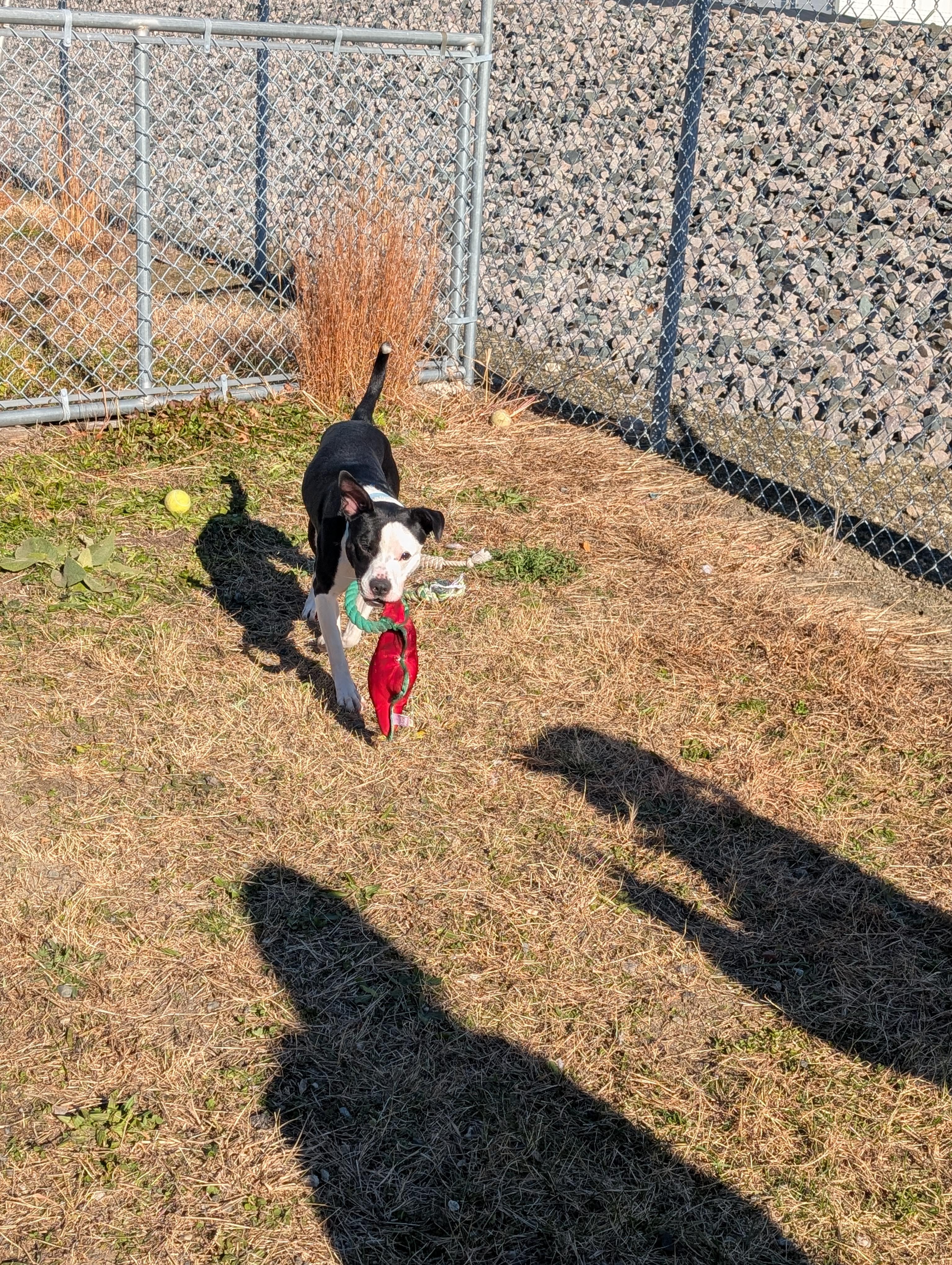 Ezra, a Adoptable mixed breed in Providence, RI image 2/4