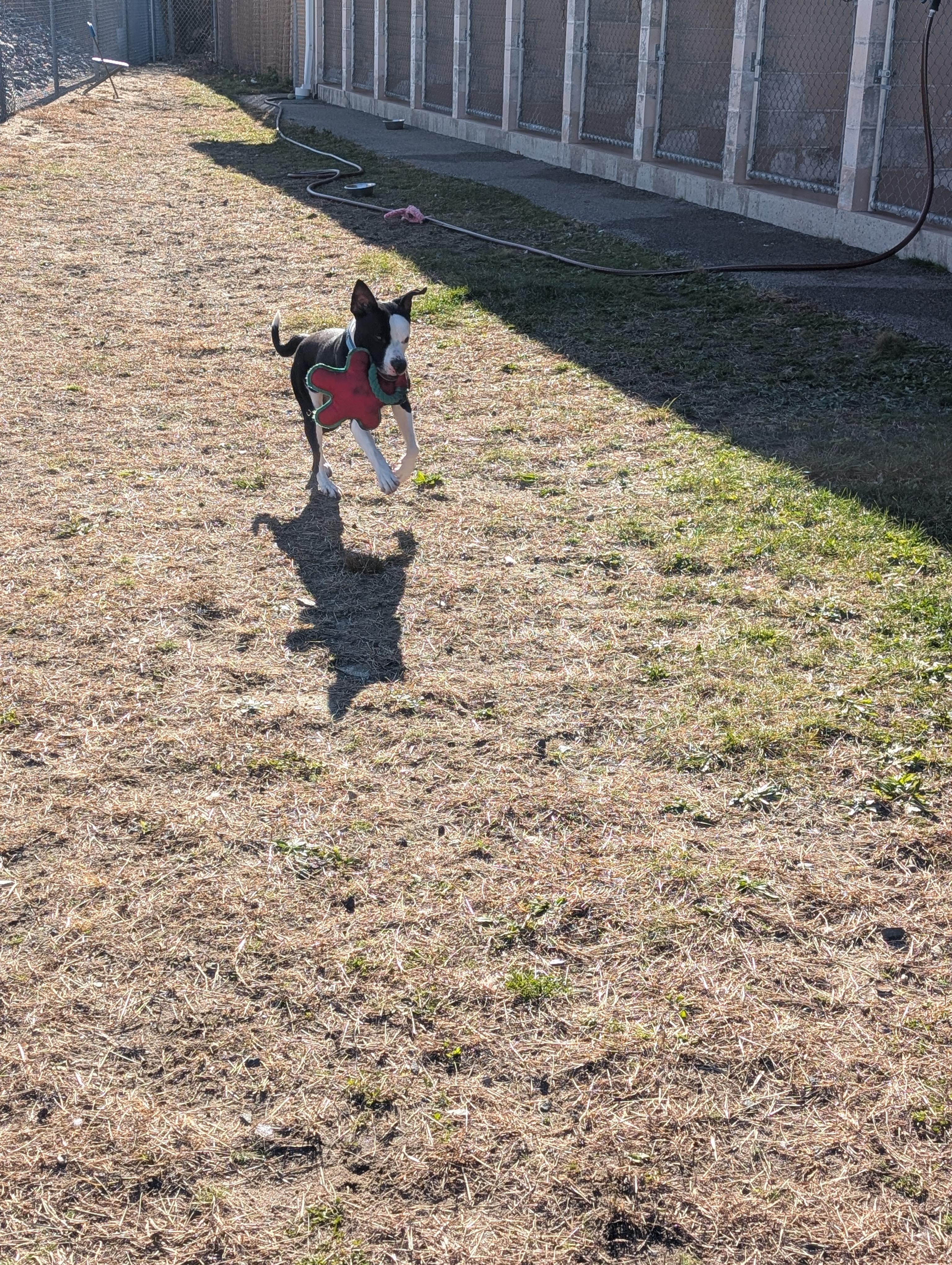 Ezra, a Adoptable mixed breed in Providence, RI image 3/4