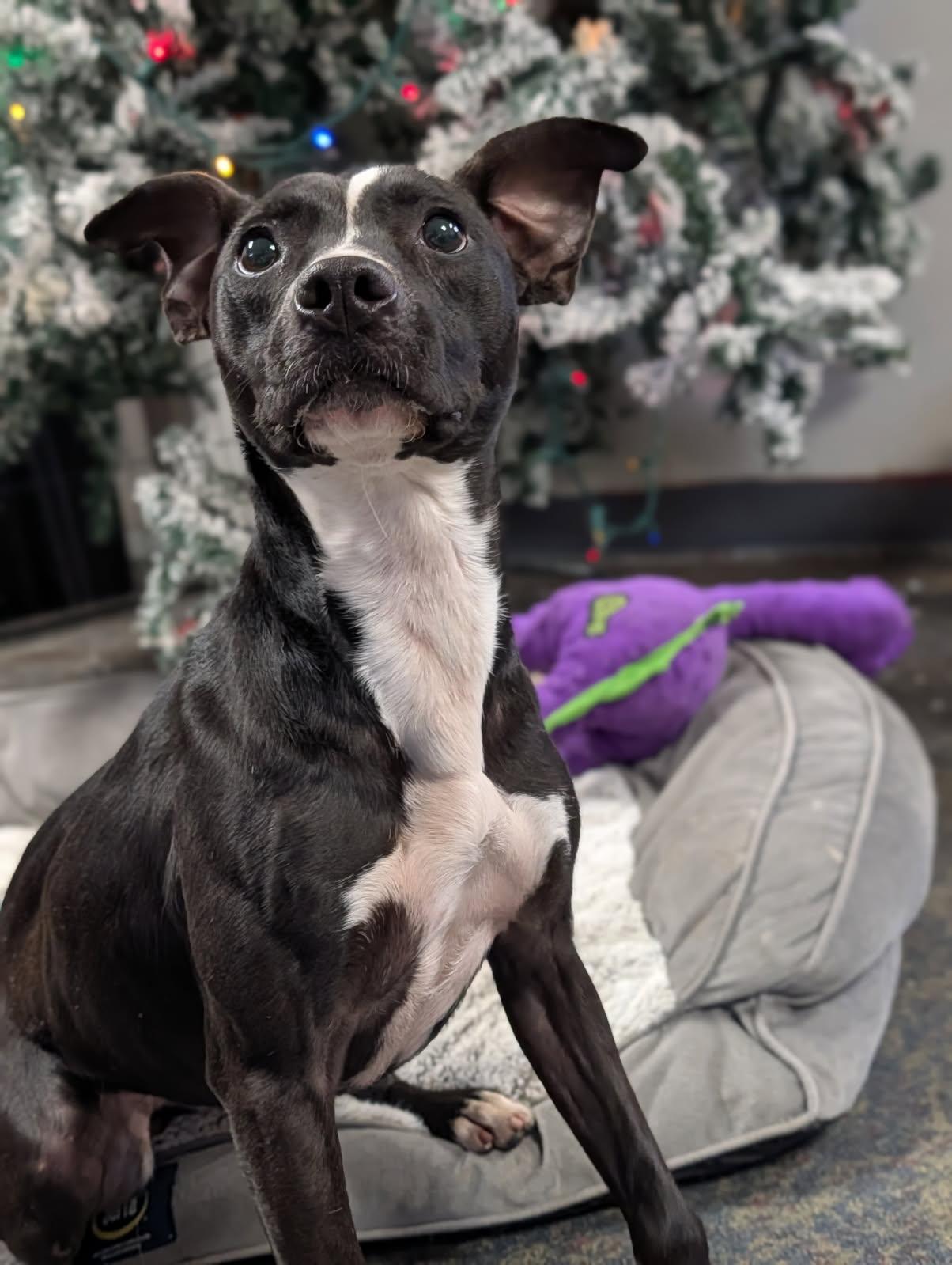 River, ADOPTABLE, Adult Male Terrier.