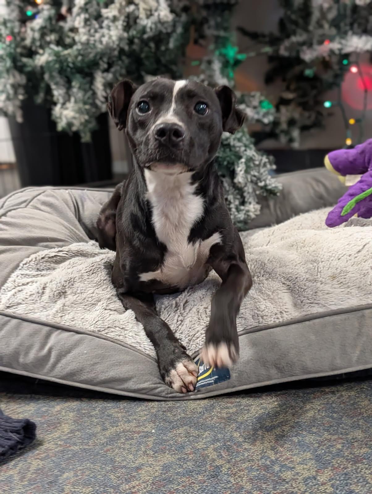 Enlarge River, a ADOPTABLE Terrier in Blytheville, AR image 2/4