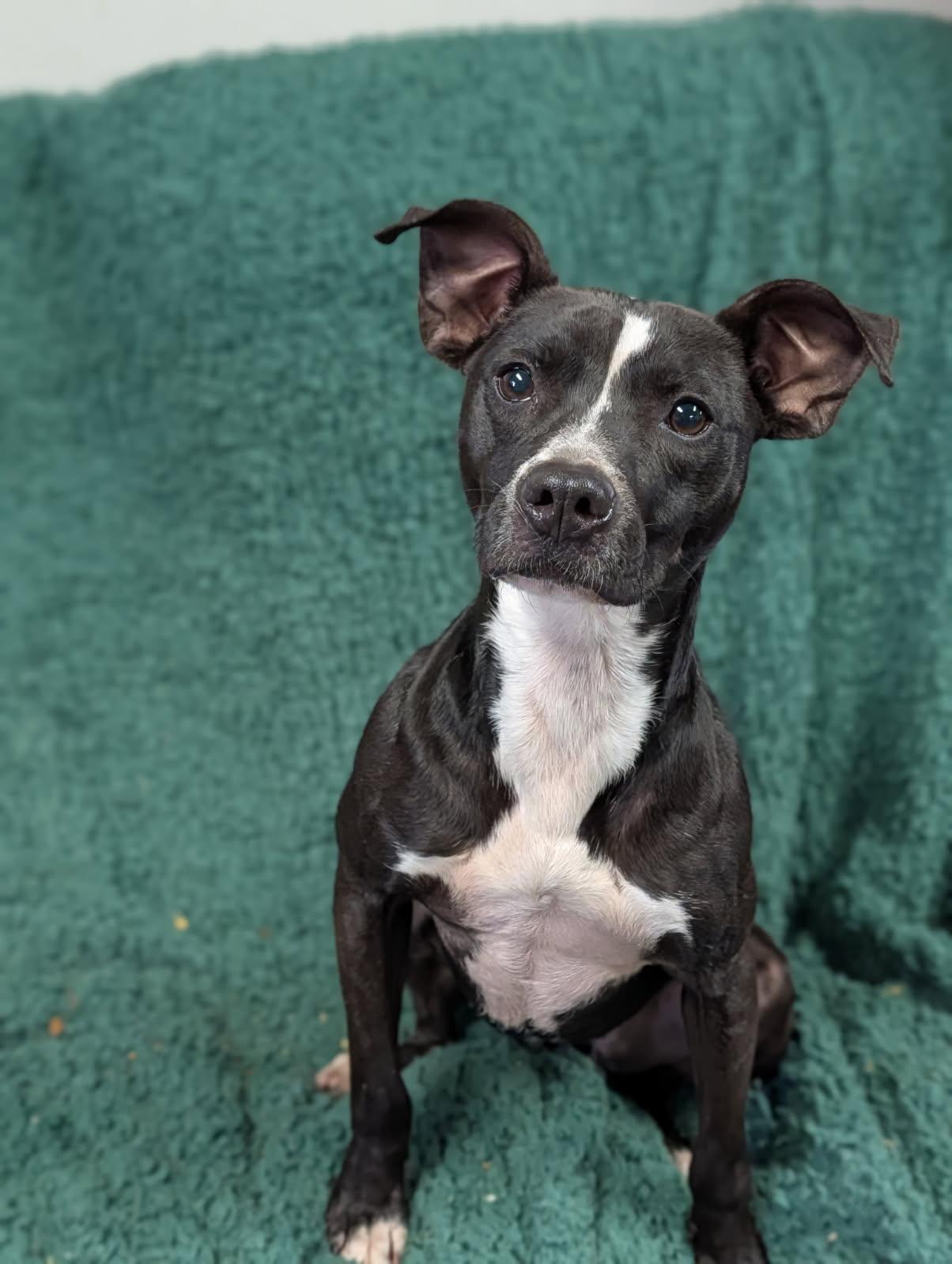 Enlarge River, a ADOPTABLE Terrier in Blytheville, AR image 3/4