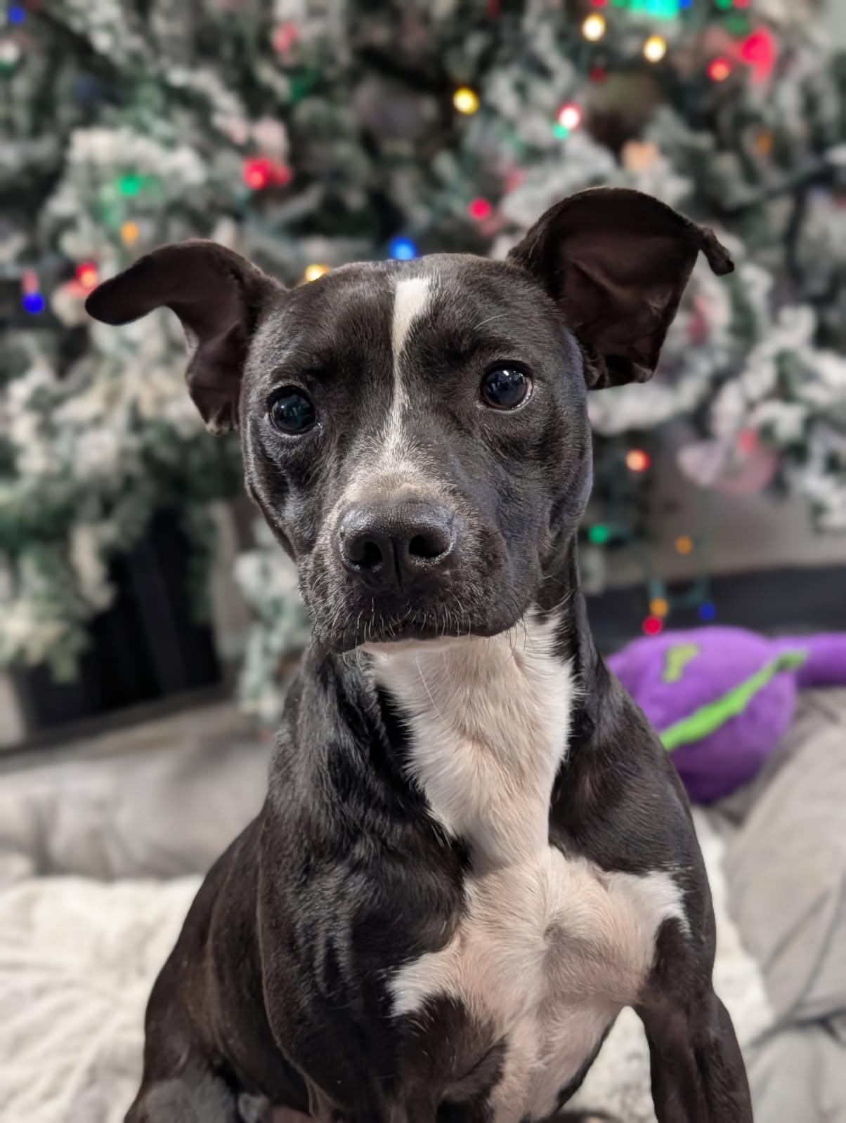 Enlarge River, a ADOPTABLE Terrier in Blytheville, AR image 4/4