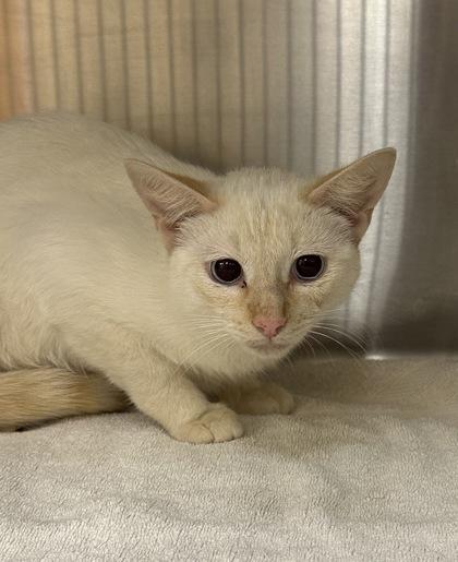 Andrea, Adoptable, Adult Female Domestic Short Hair & Domestic Short Hair.