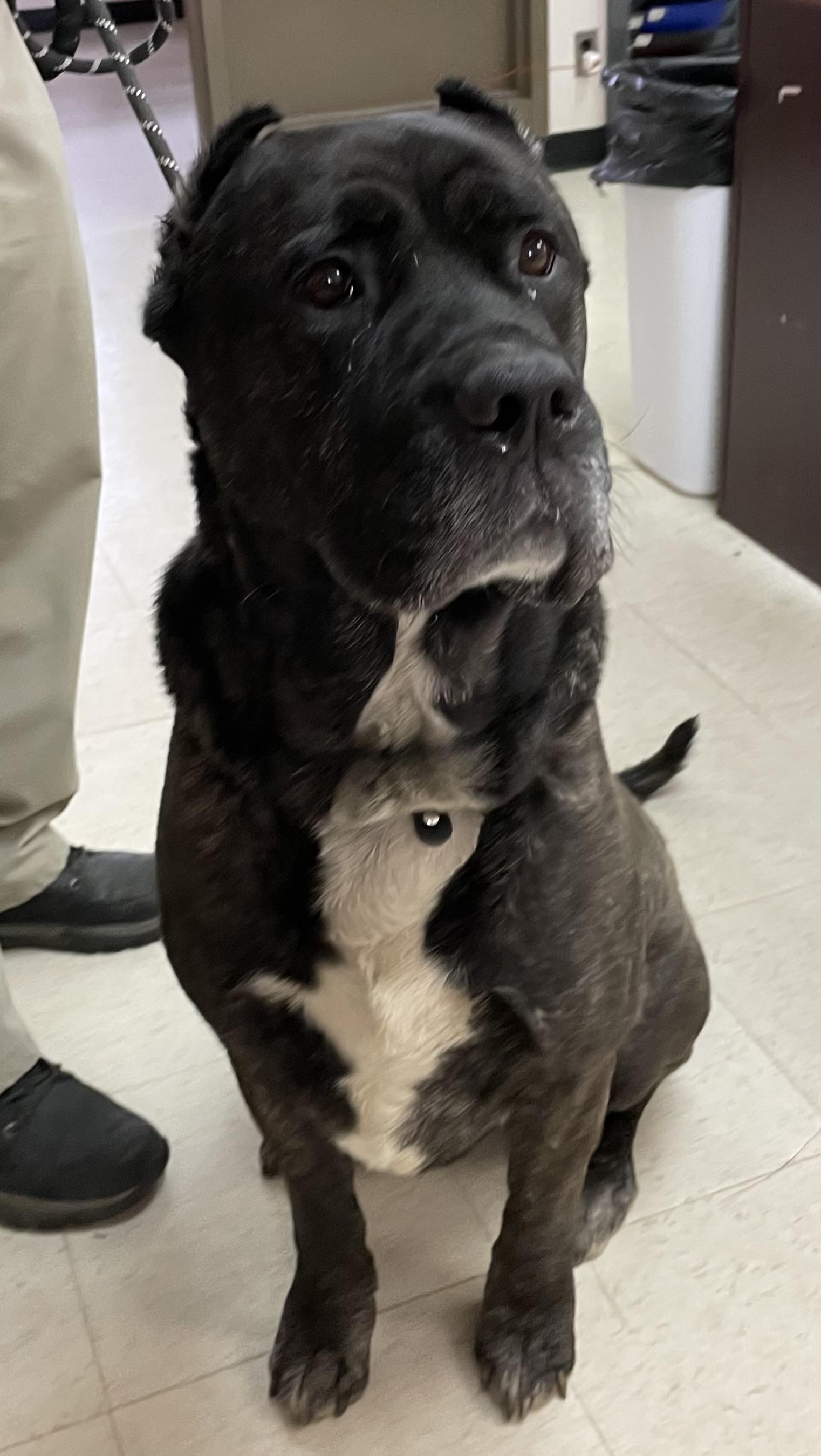 Enlarge Allen/ Anubis ADOPTED , an adopted Cane Corso in Canton, OH image 2/6