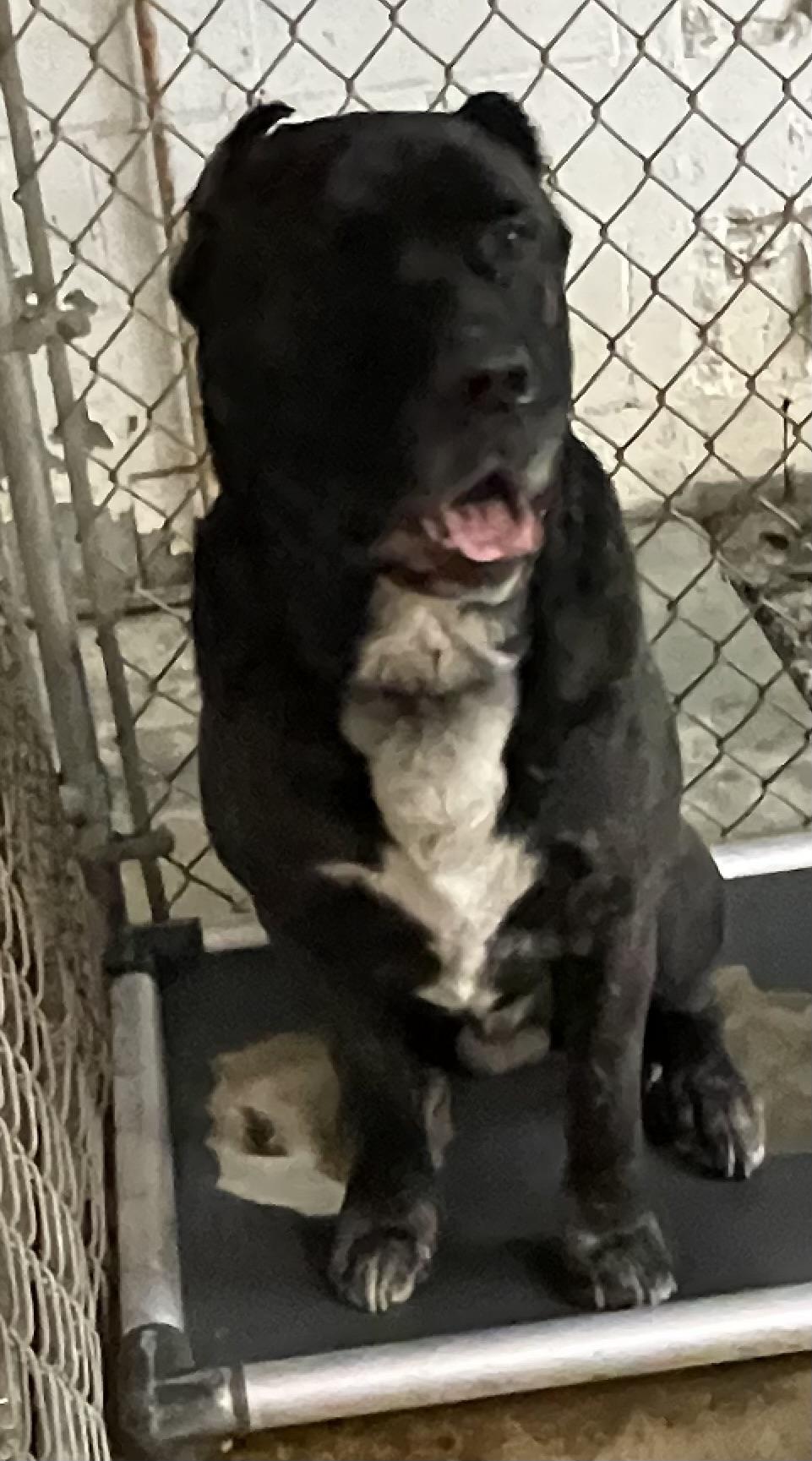 Enlarge Allen/ Anubis ADOPTED , an adopted Cane Corso in Canton, OH image 6/6