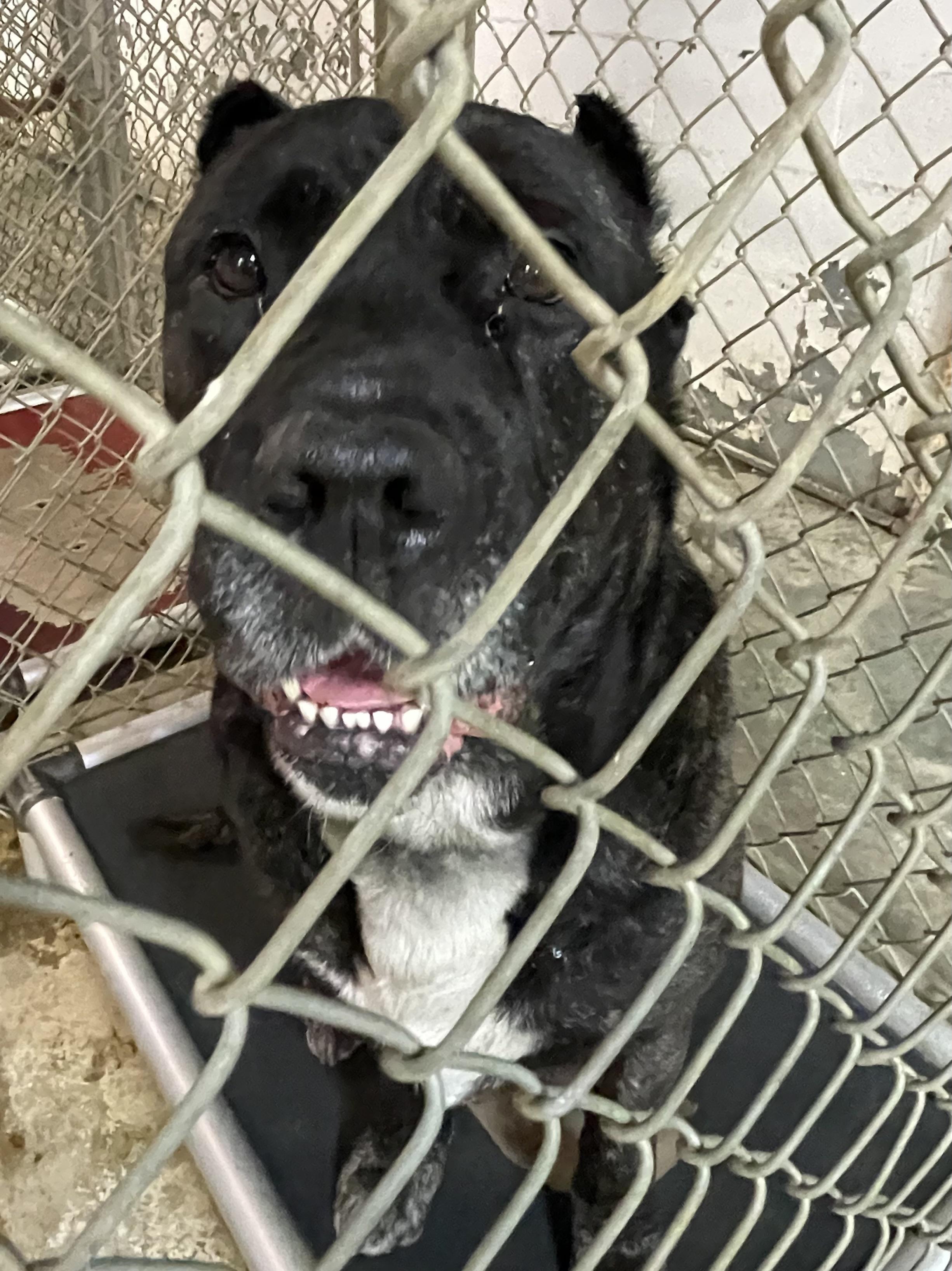 Enlarge Allen/ Anubis ADOPTED , an adopted Cane Corso in Canton, OH image 5/6