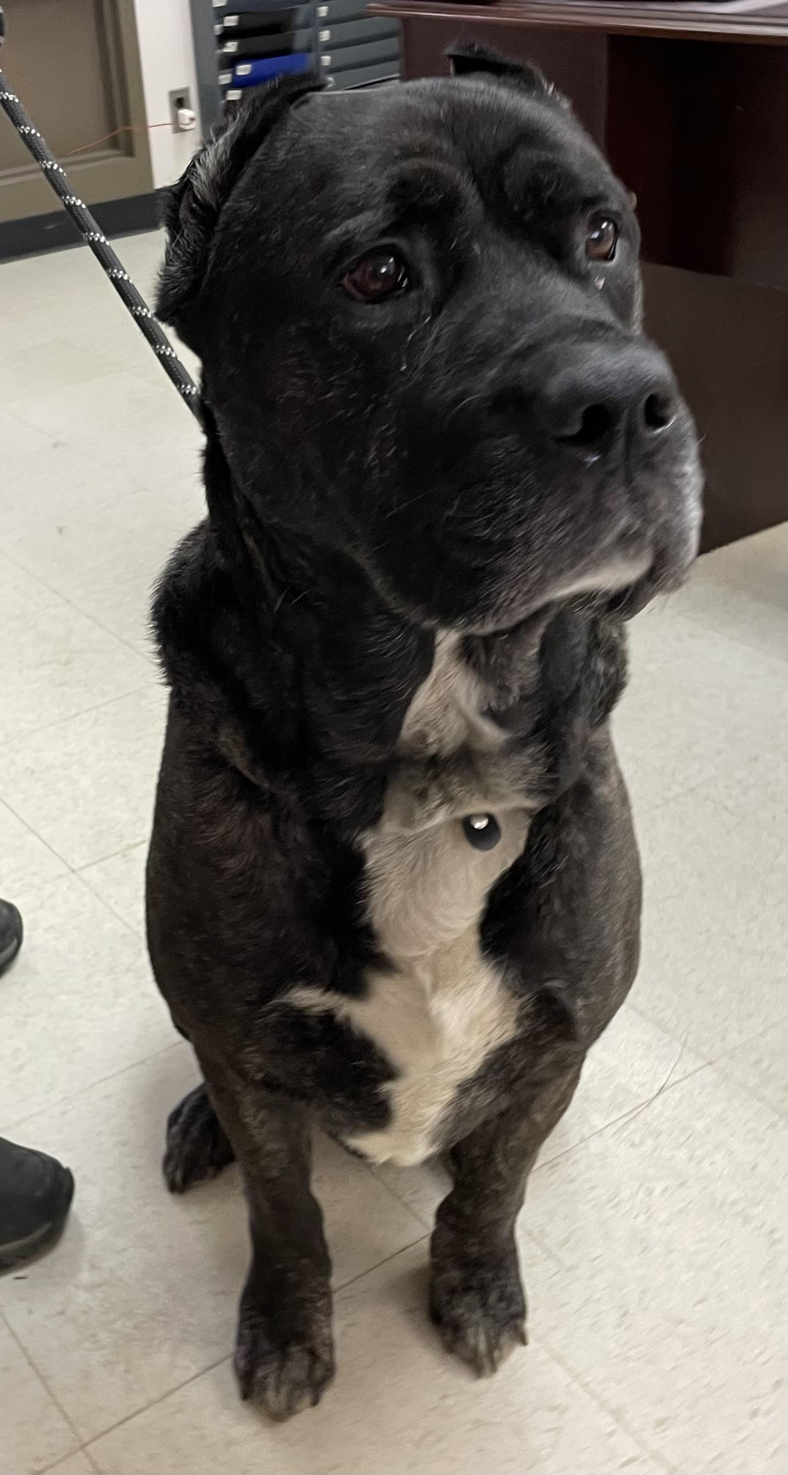 Enlarge Allen/ Anubis ADOPTED , an adopted Cane Corso in Canton, OH image 3/6